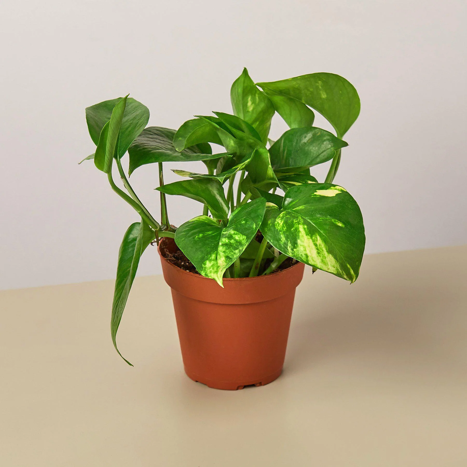 Pothos 'Golden' - Image 3
