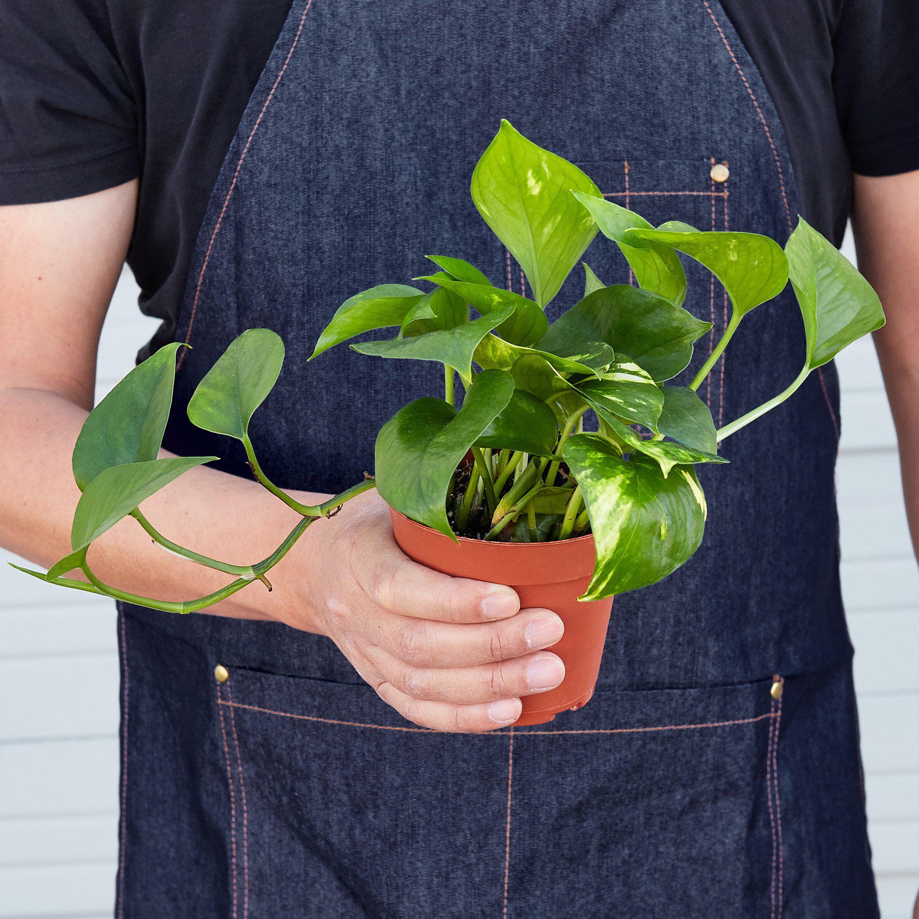 Pothos 'Golden' - Image 4