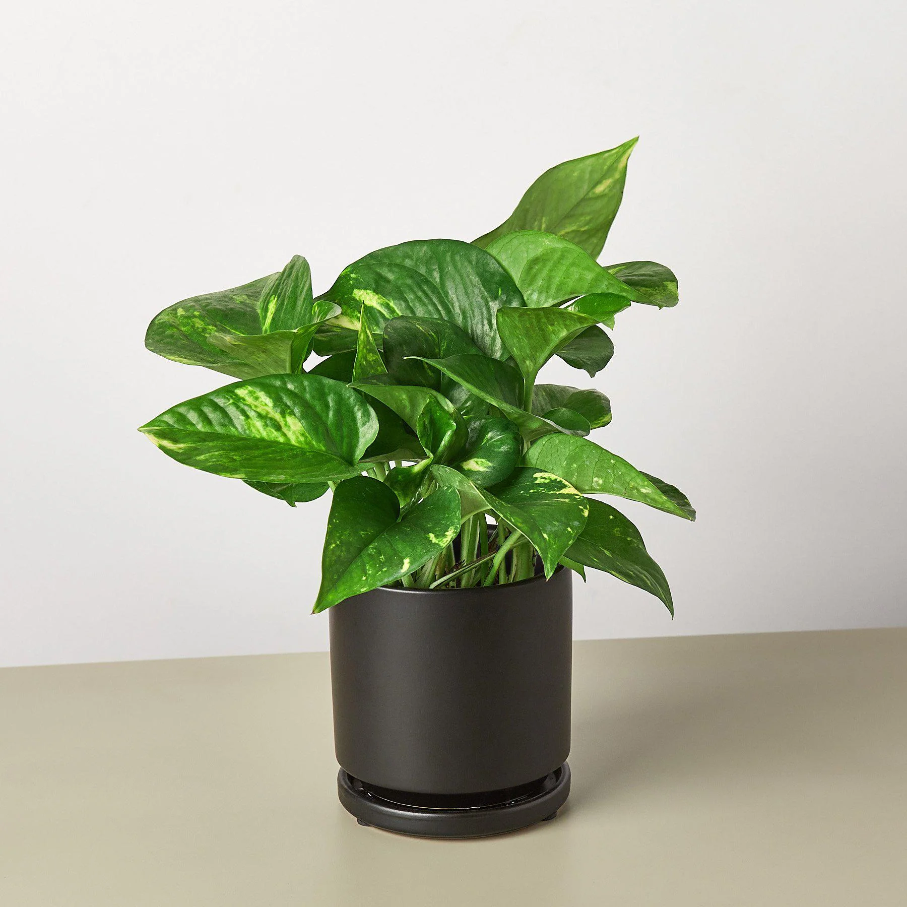 Pothos 'Golden' - Image 6