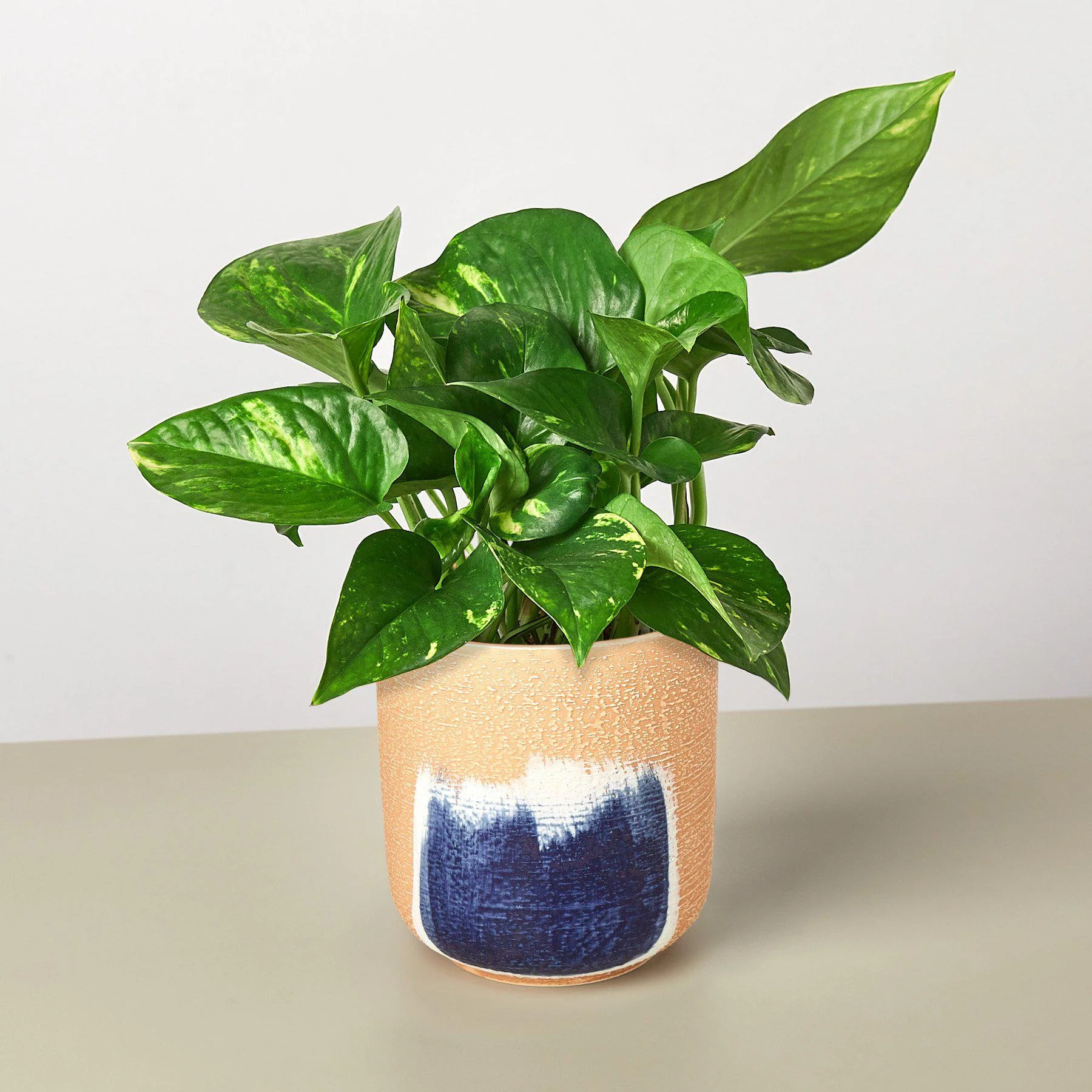 Pothos 'Golden' - Image 7
