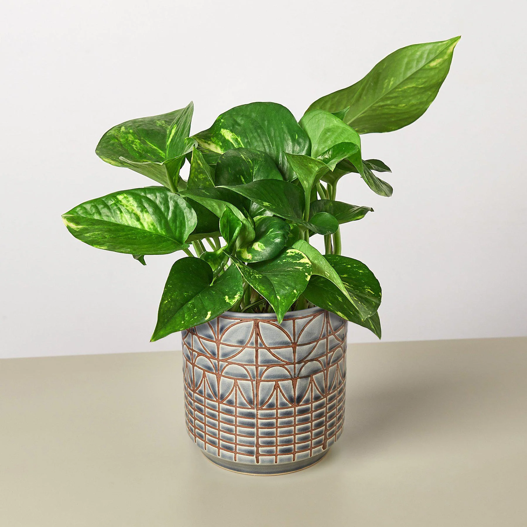 Pothos 'Golden' - Image 8