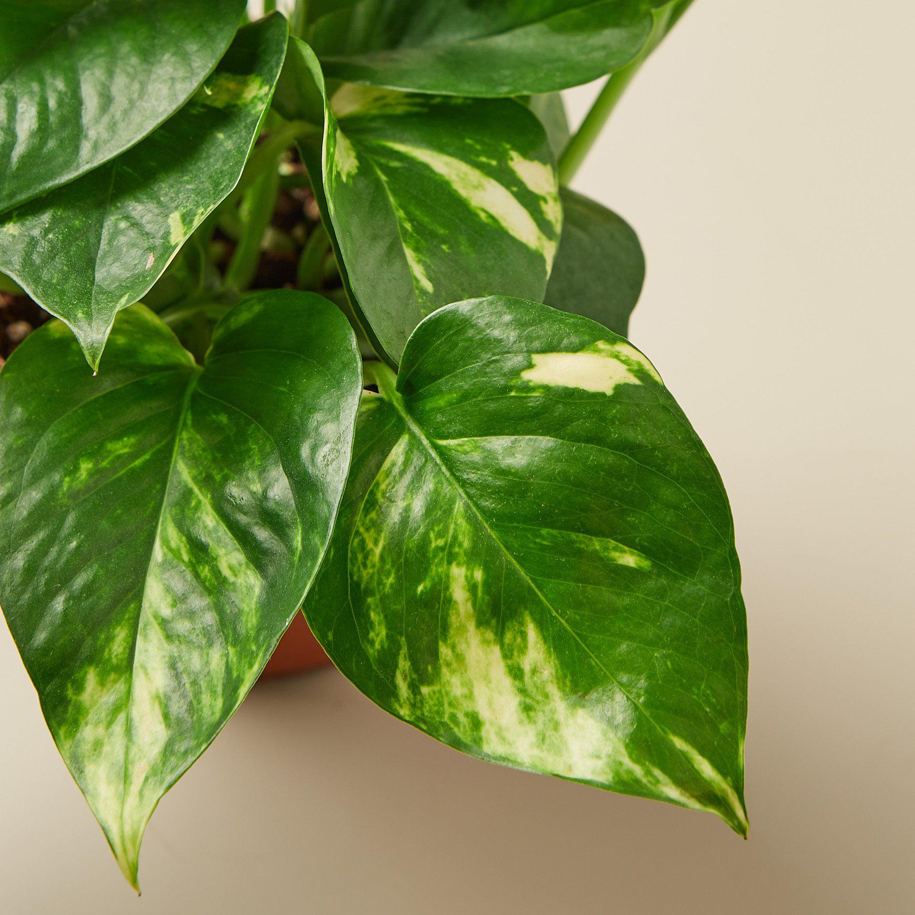 Pothos 'Golden' - Image 9