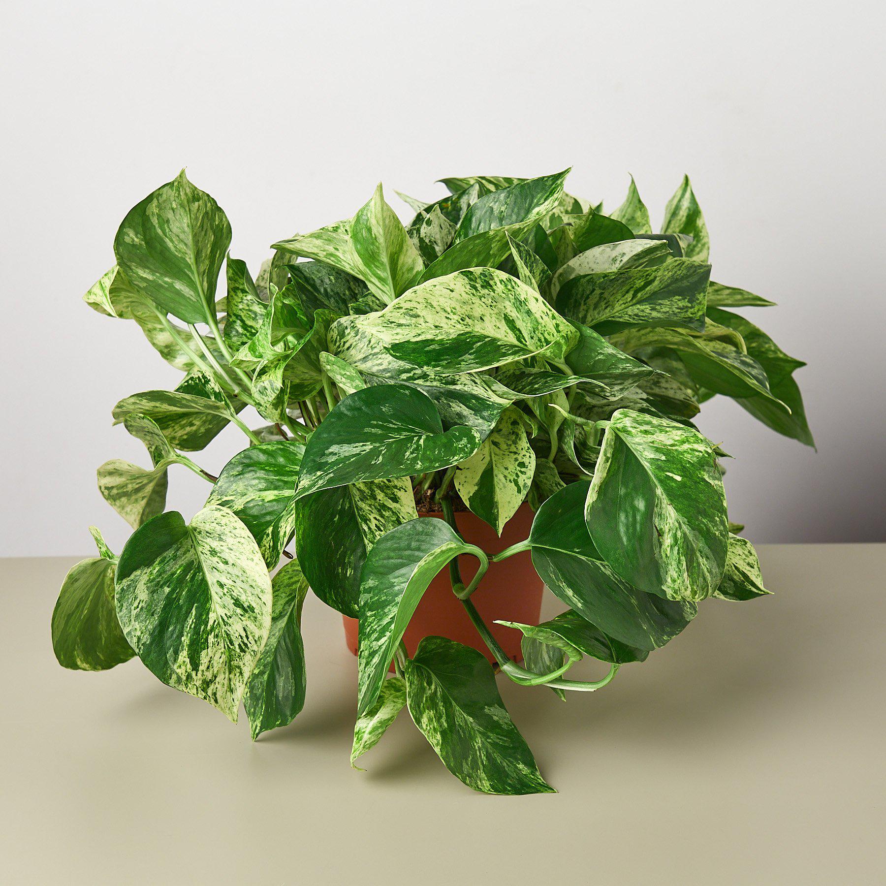 Pothos 'Marble Queen' - Image 3