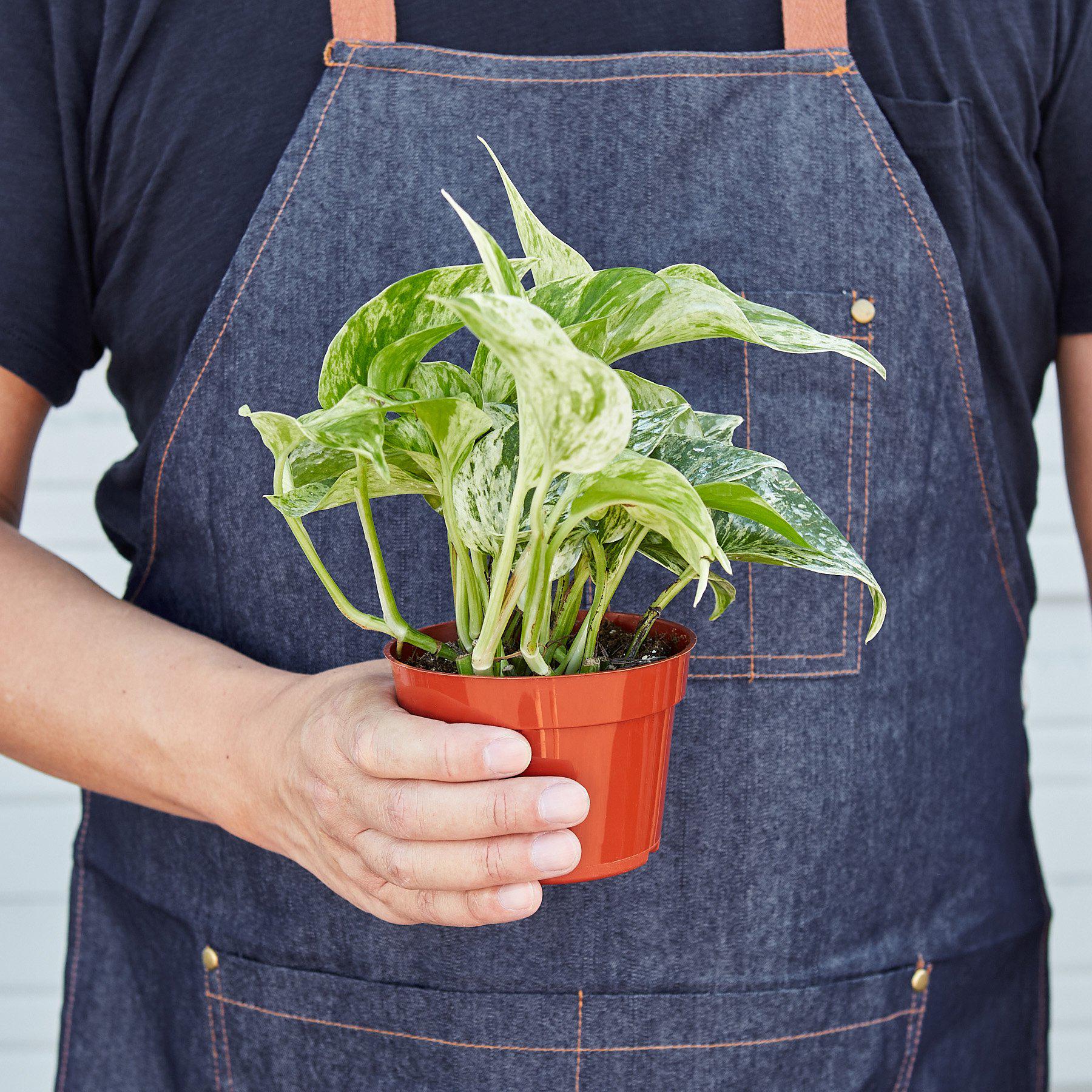 Pothos 'Marble Queen' - Image 4