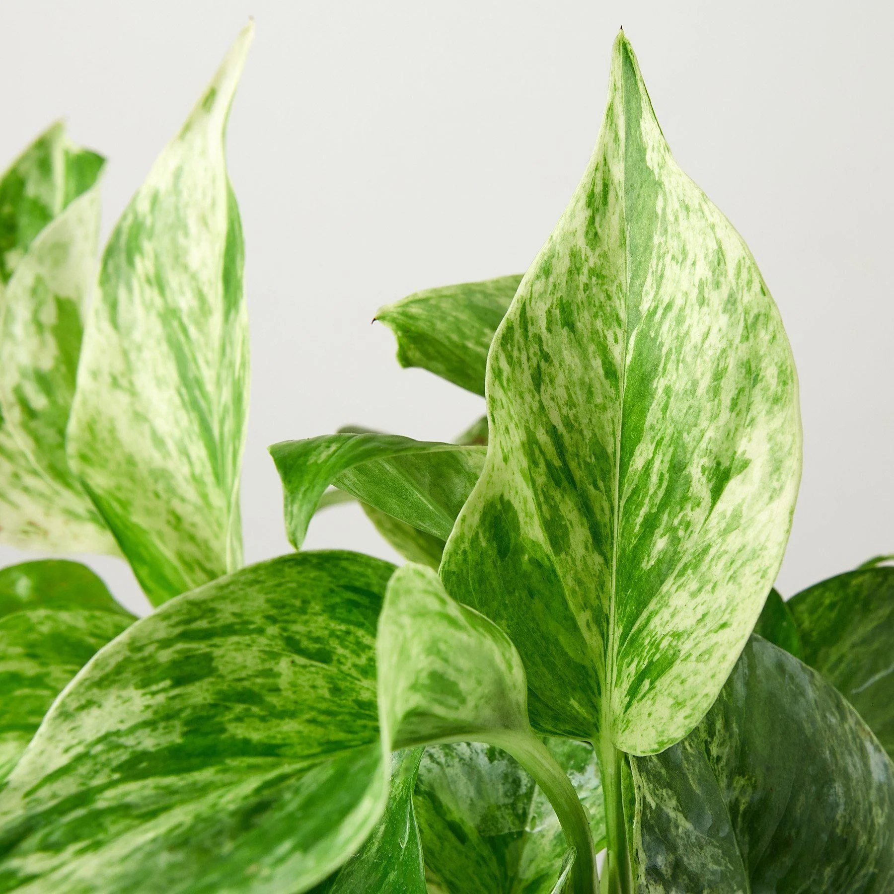 Pothos 'Marble Queen' - Image 5