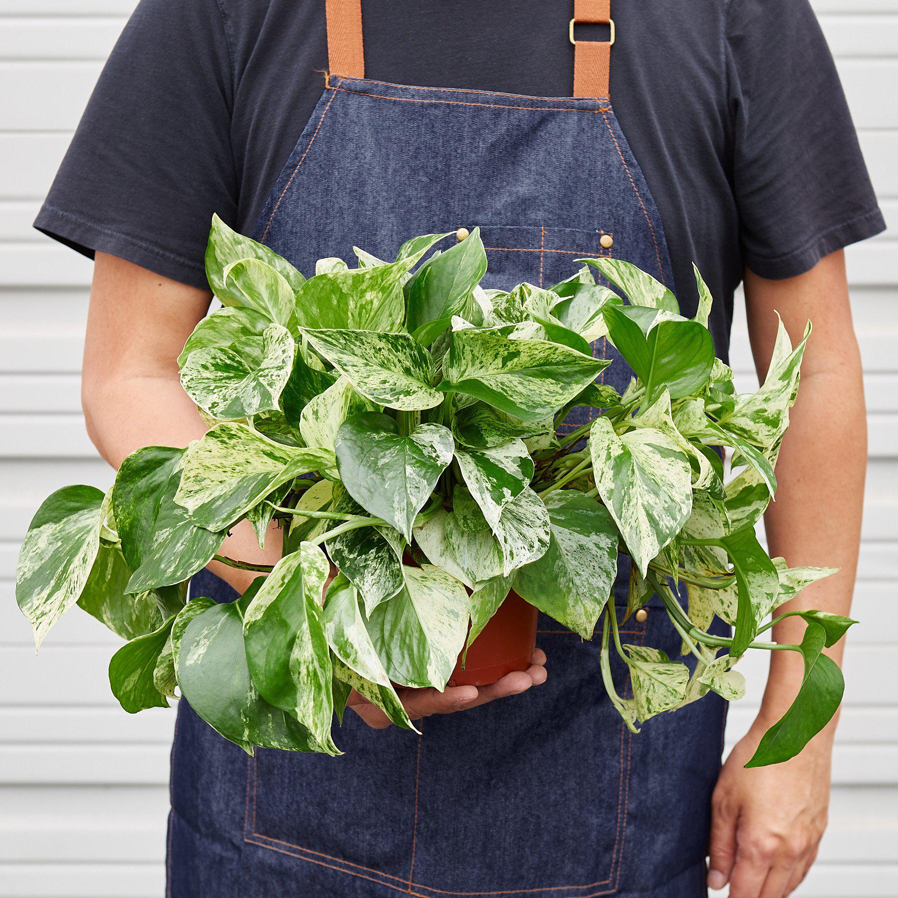 Pothos 'Marble Queen' - Image 6