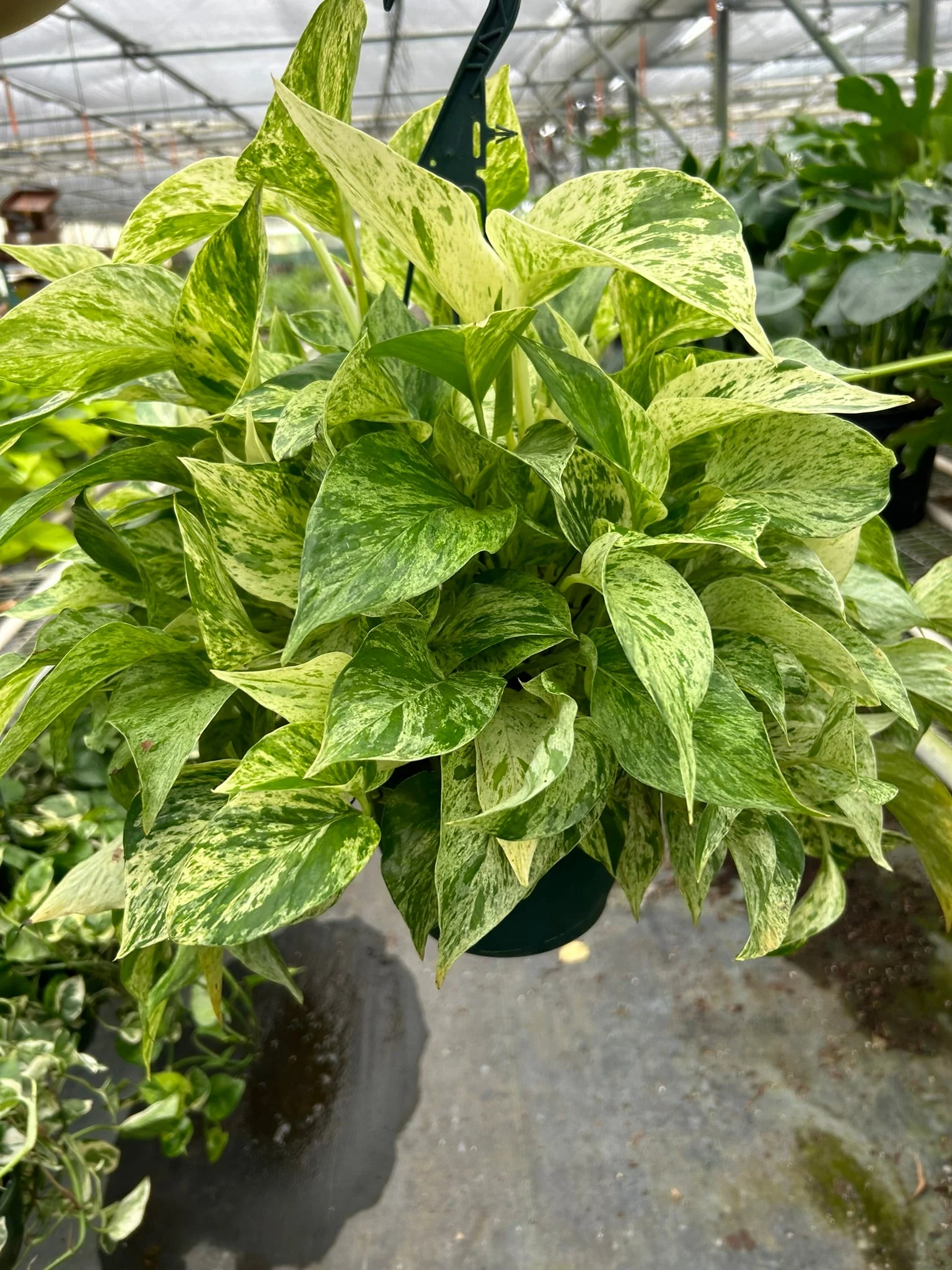 Pothos 'Marble Queen' - Image 7