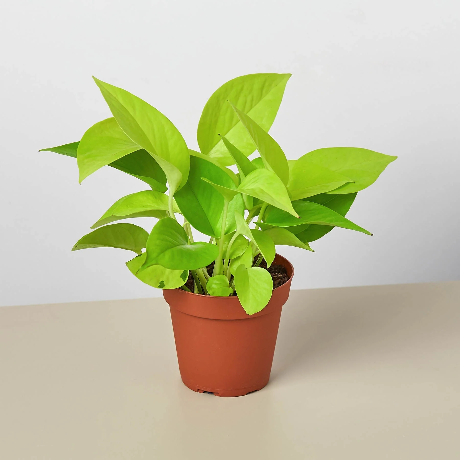 Pothos 'Neon' - Image 3