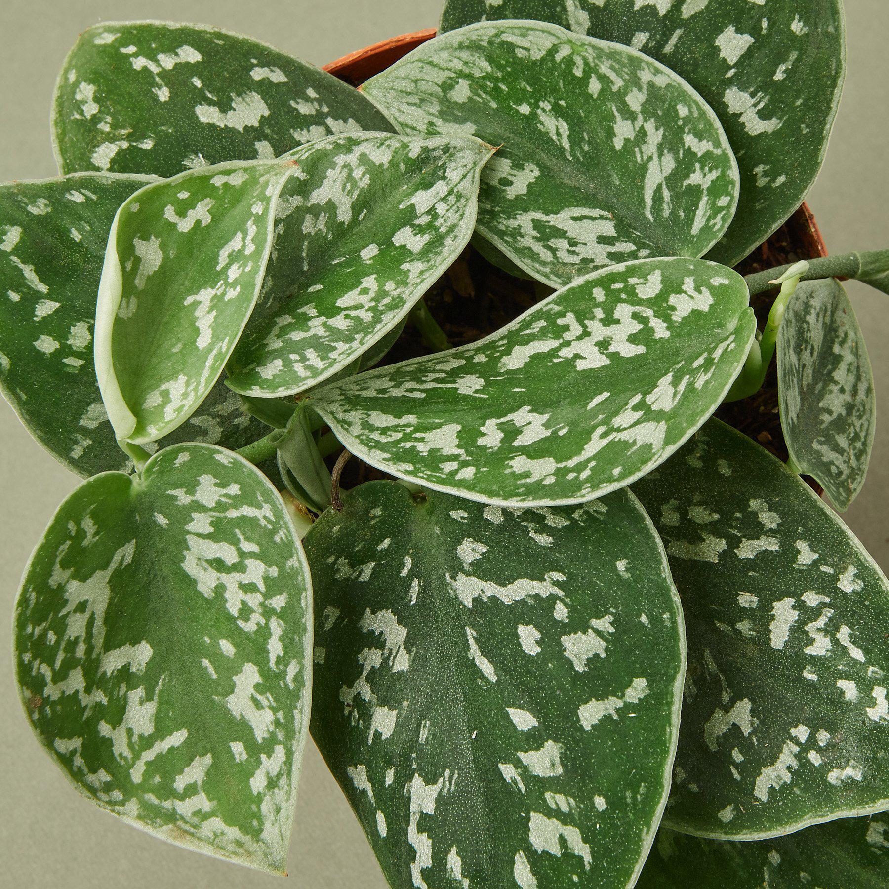 Pothos 'Satin' - Image 2