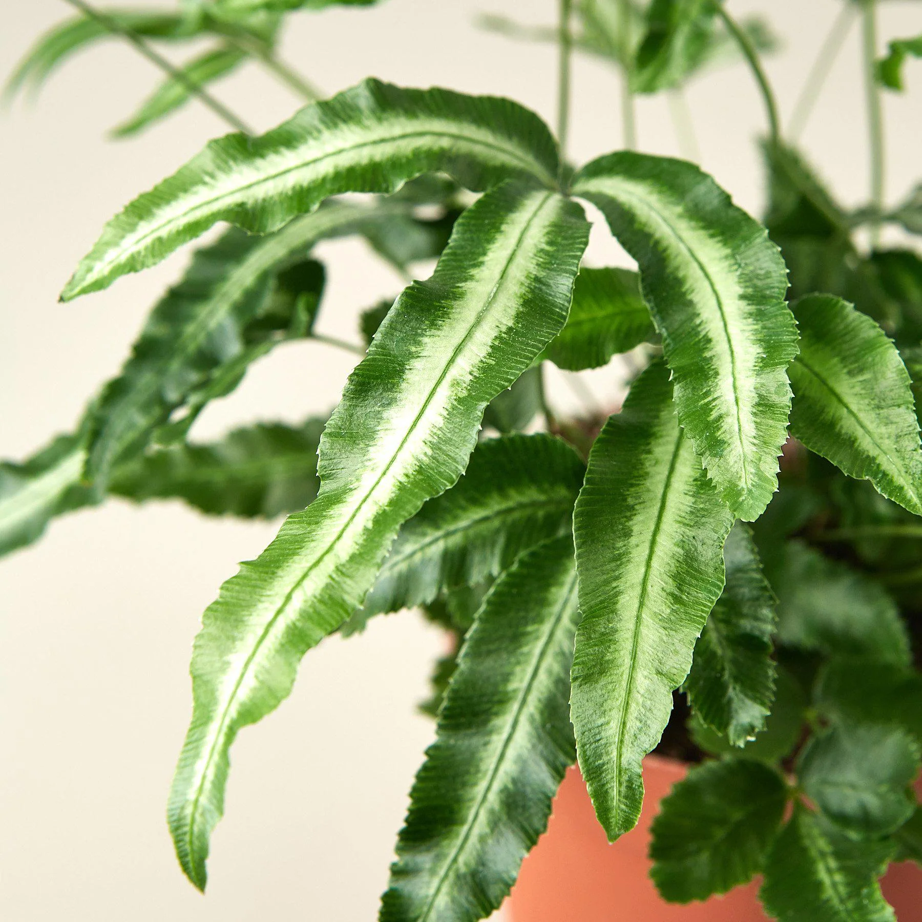 Pteris Cretica 'Albo Fern' - Image 2