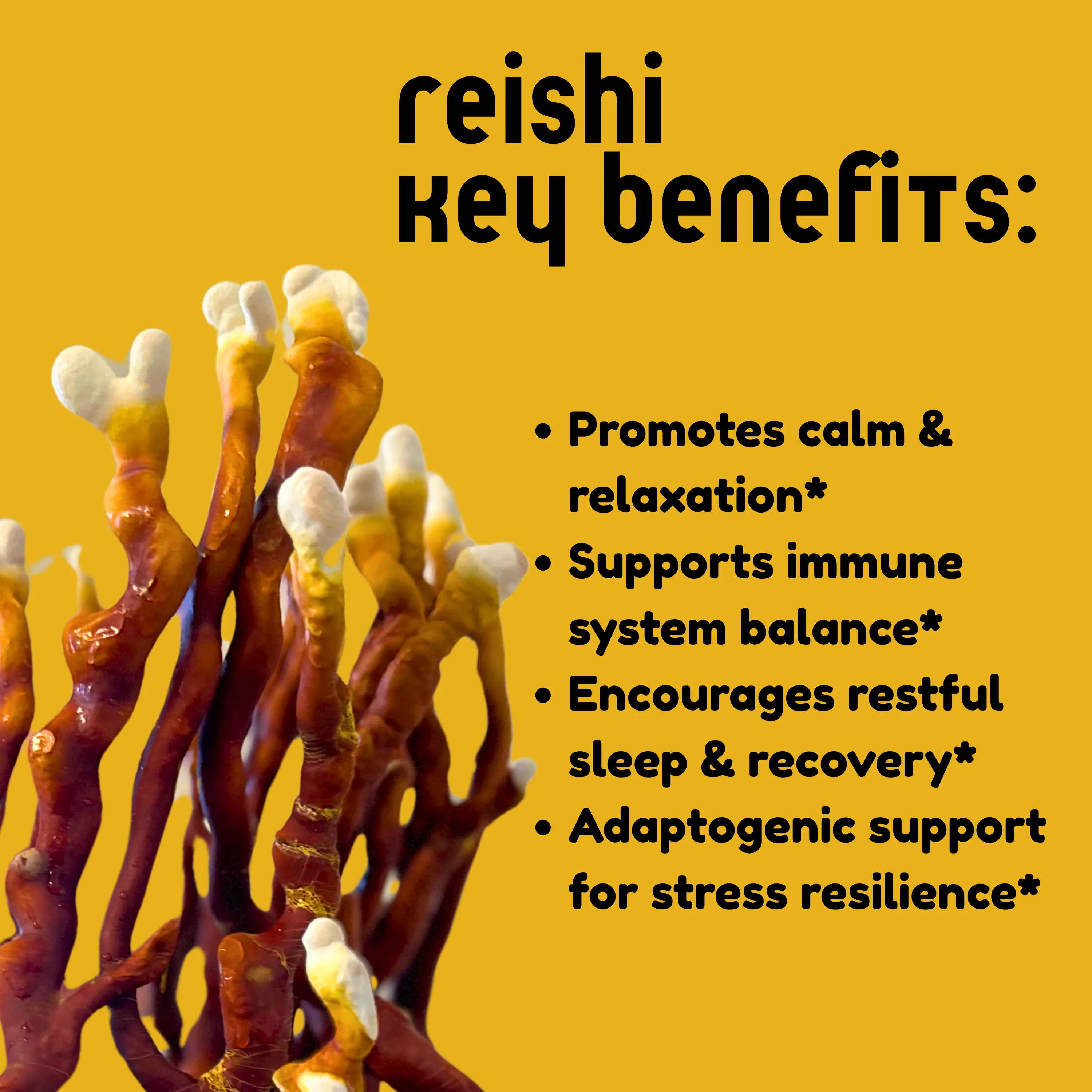 Reishi Mushroom Tincture - Image 3