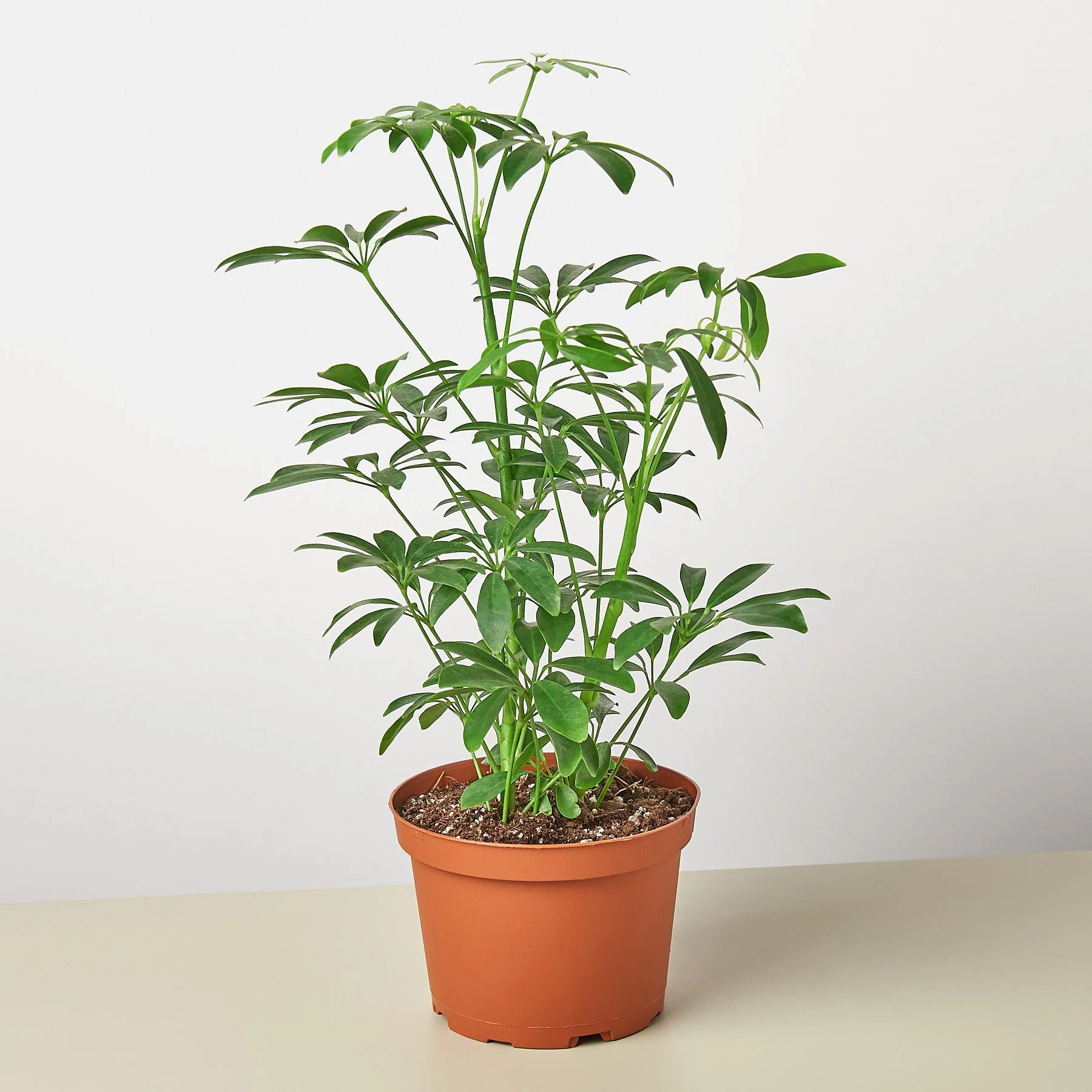 Schefflera Arboricola - Image 4
