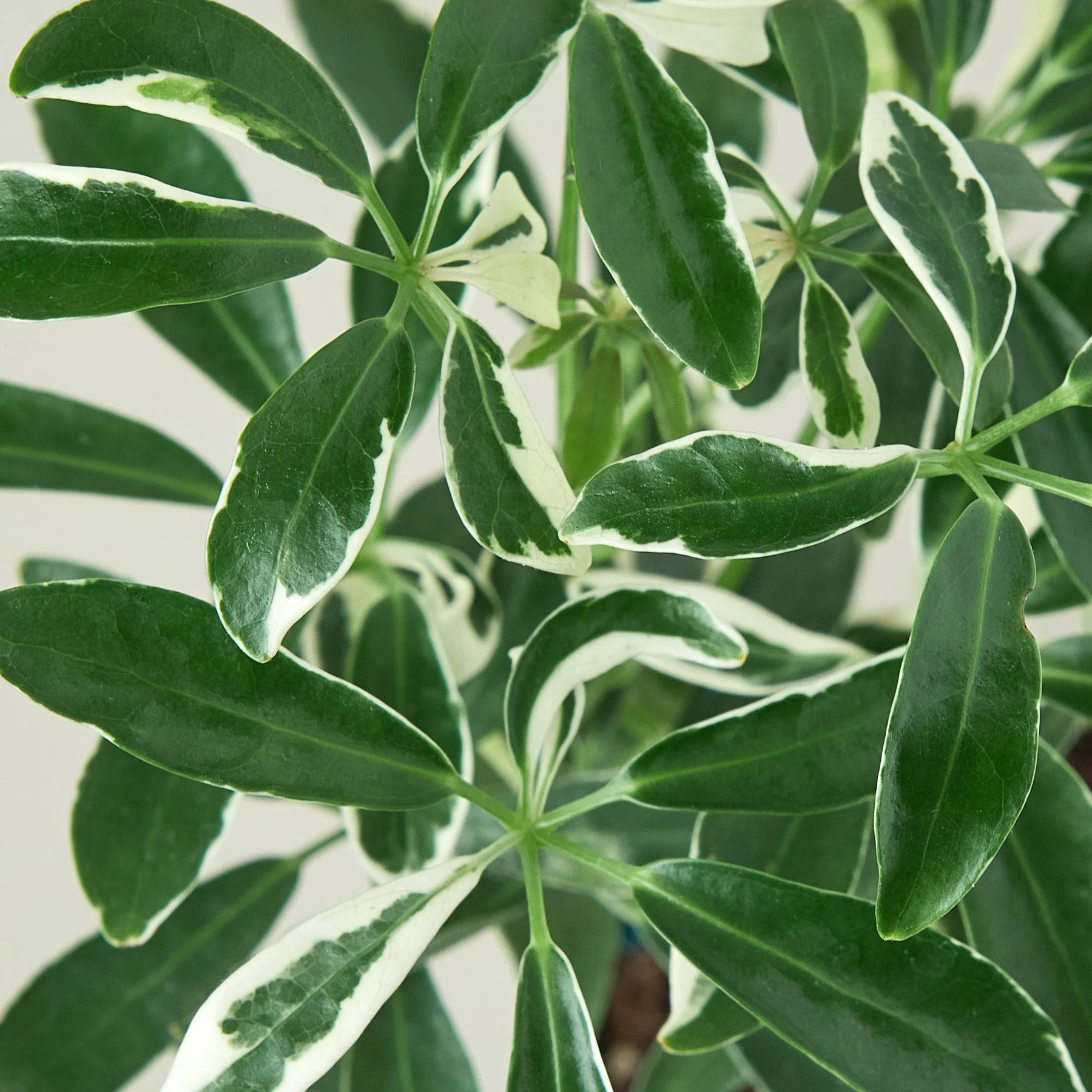 Schefflera 'Moonlight' - Image 9
