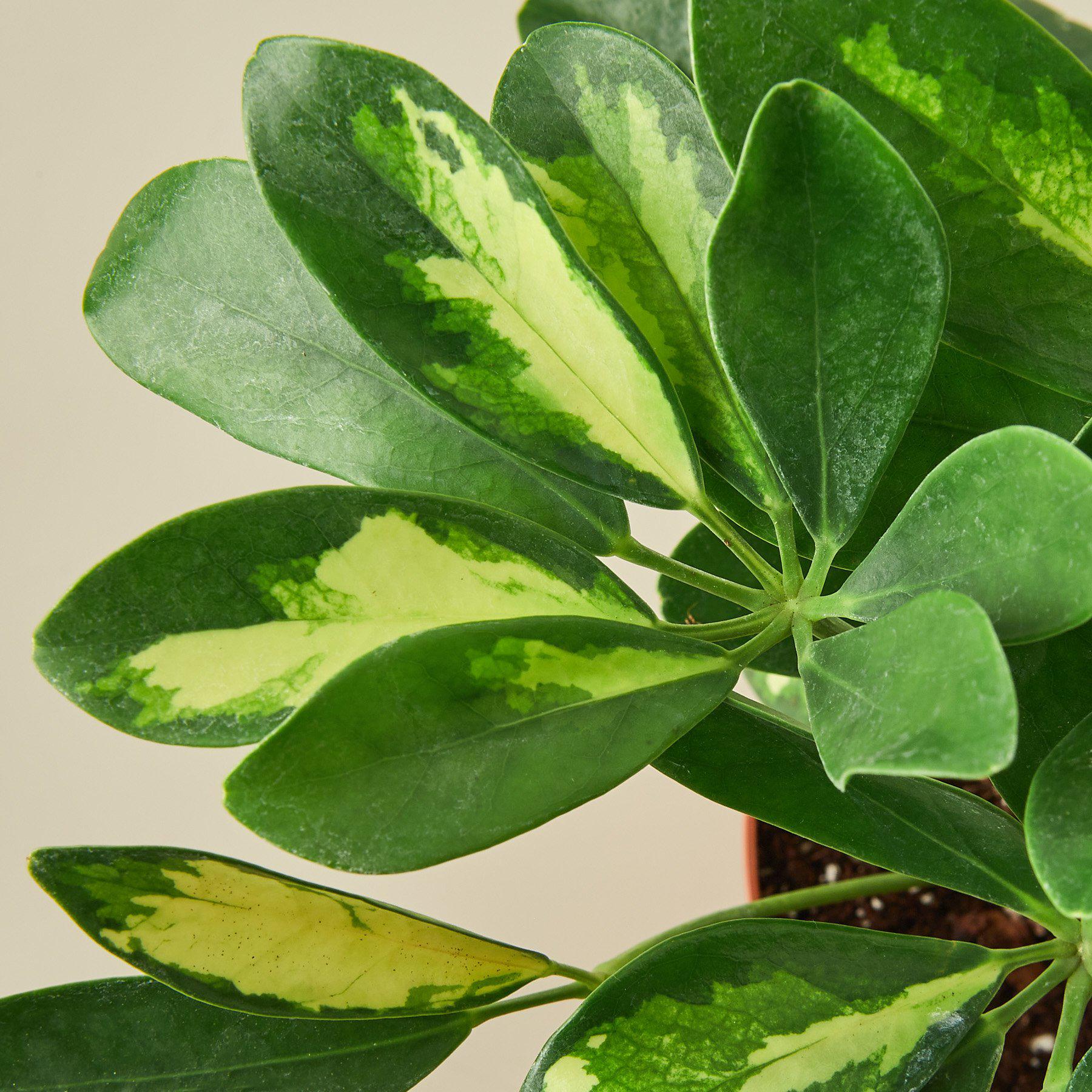 Schefflera 'Variegated' - Image 2