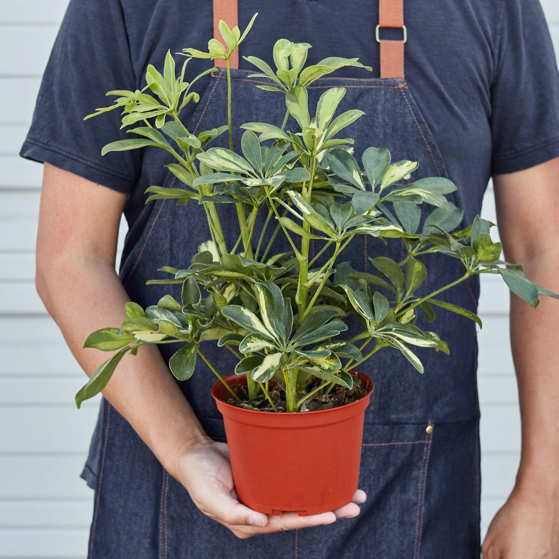 Schefflera 'Variegated' - Image 5