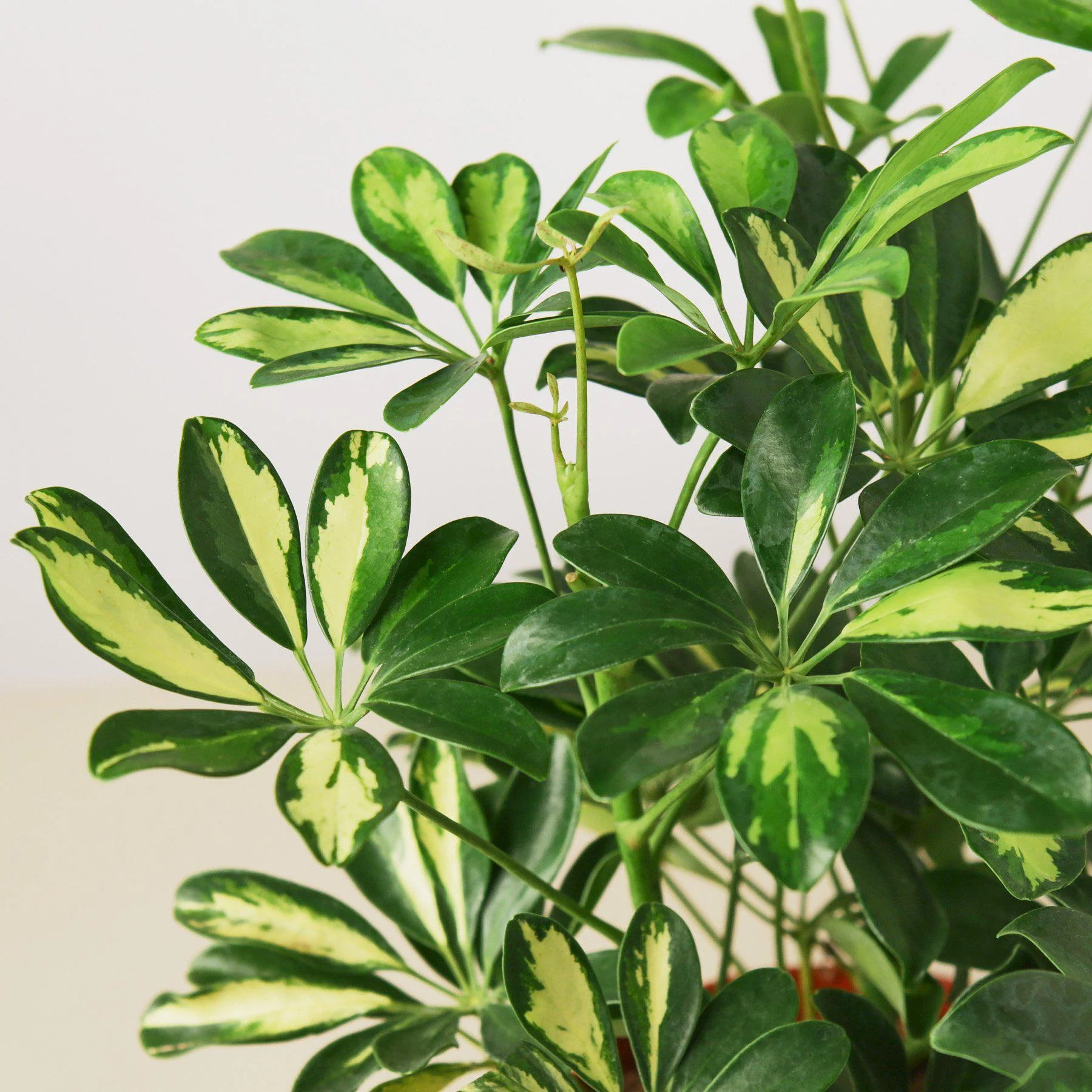 Schefflera 'Variegated' - Image 6