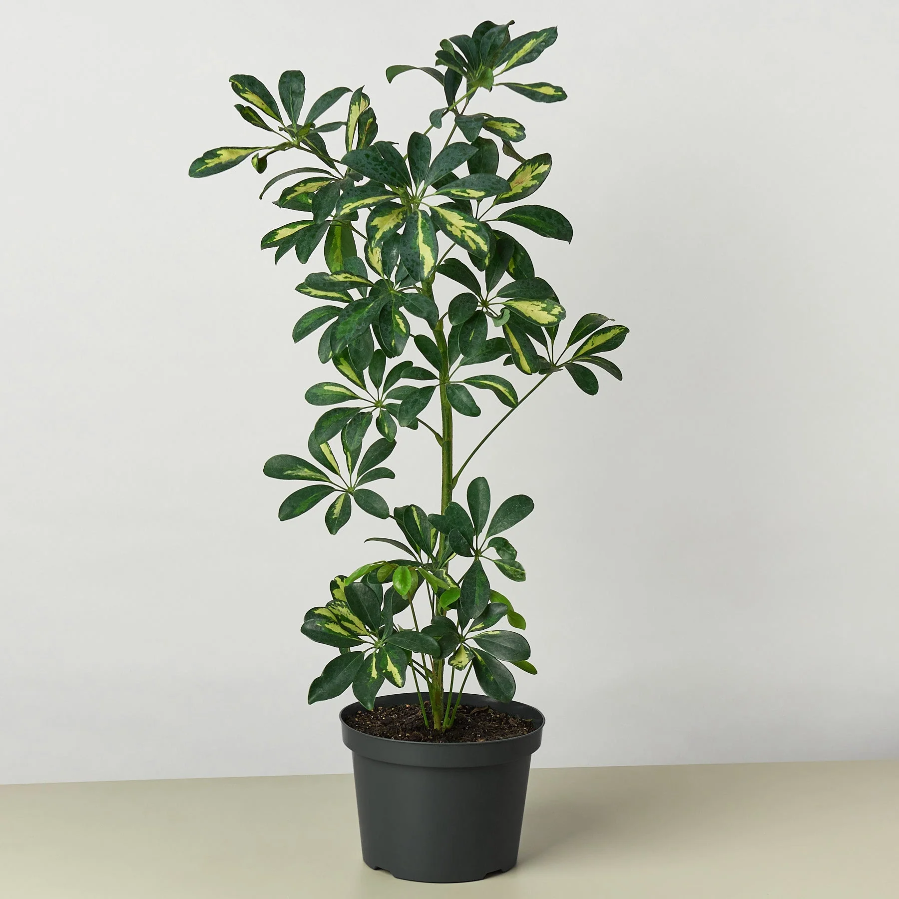 Schefflera 'Variegated' - Image 7