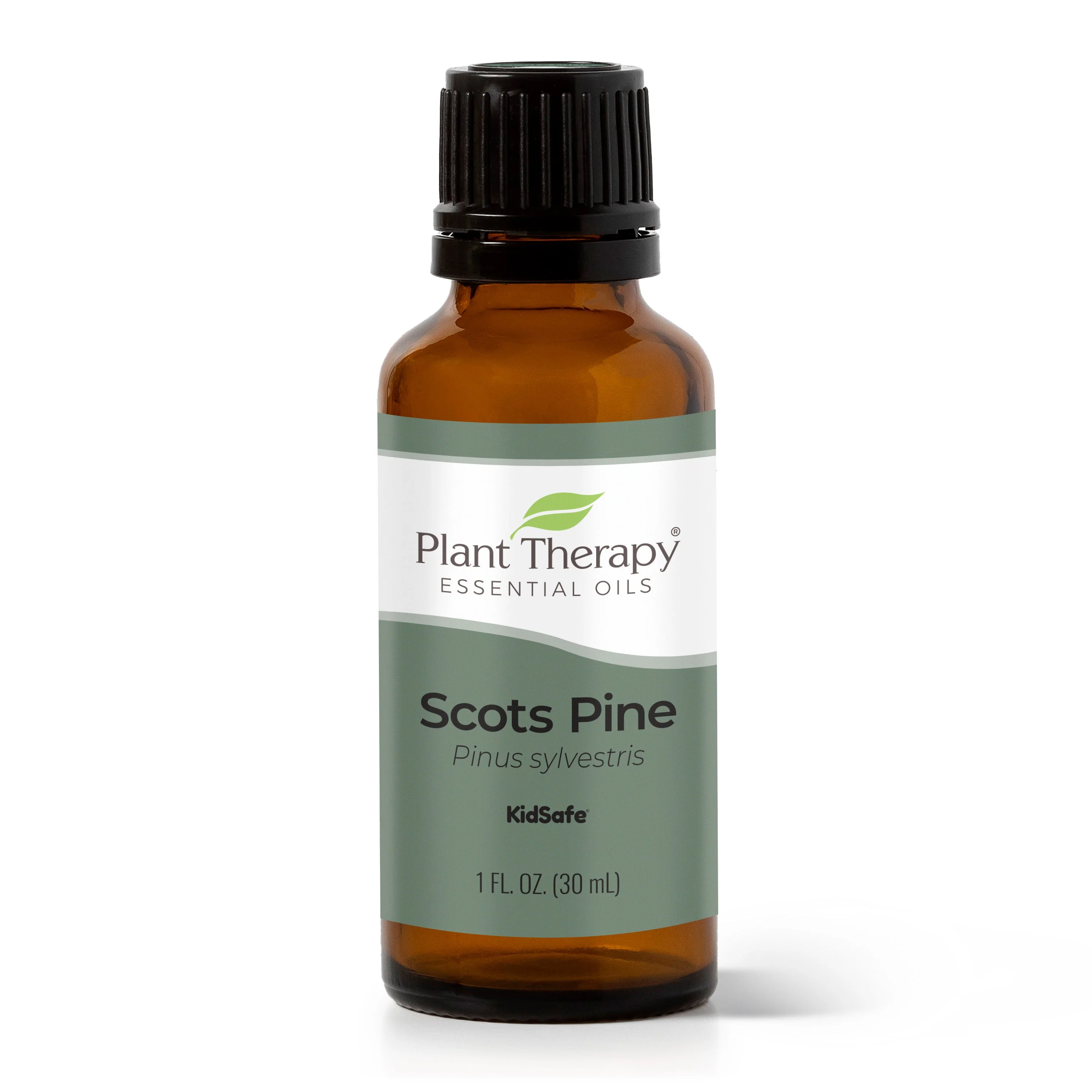 Scots Pine Essential Oil - Image 3