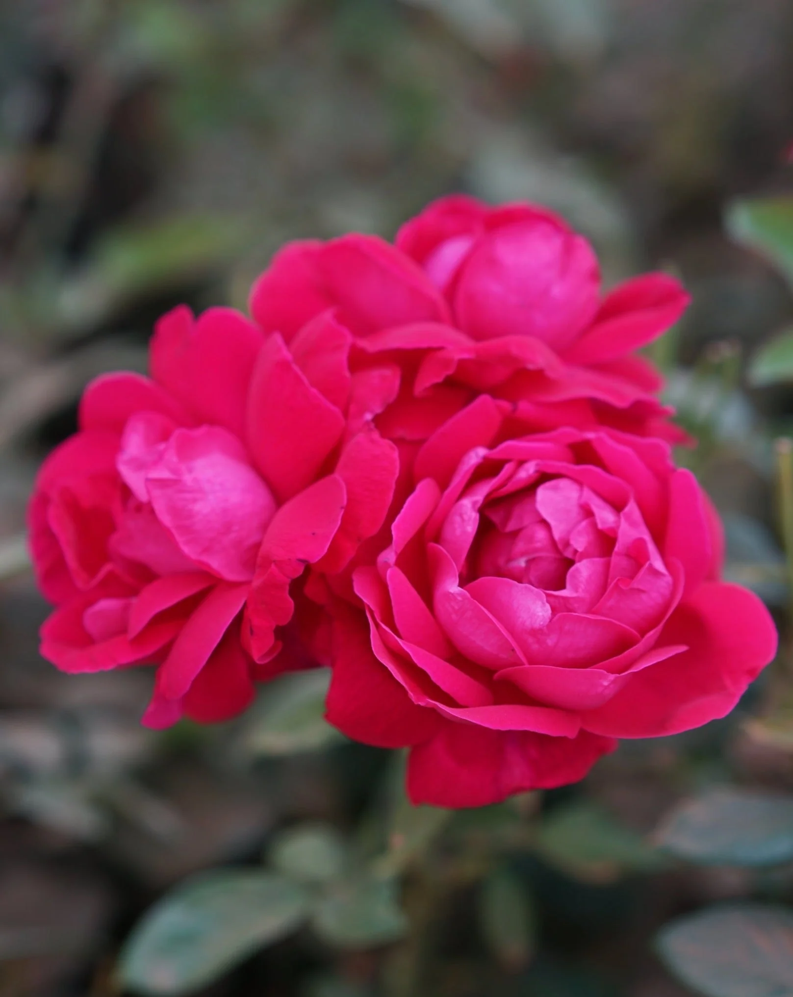 Shangri-la Rose - Image 4
