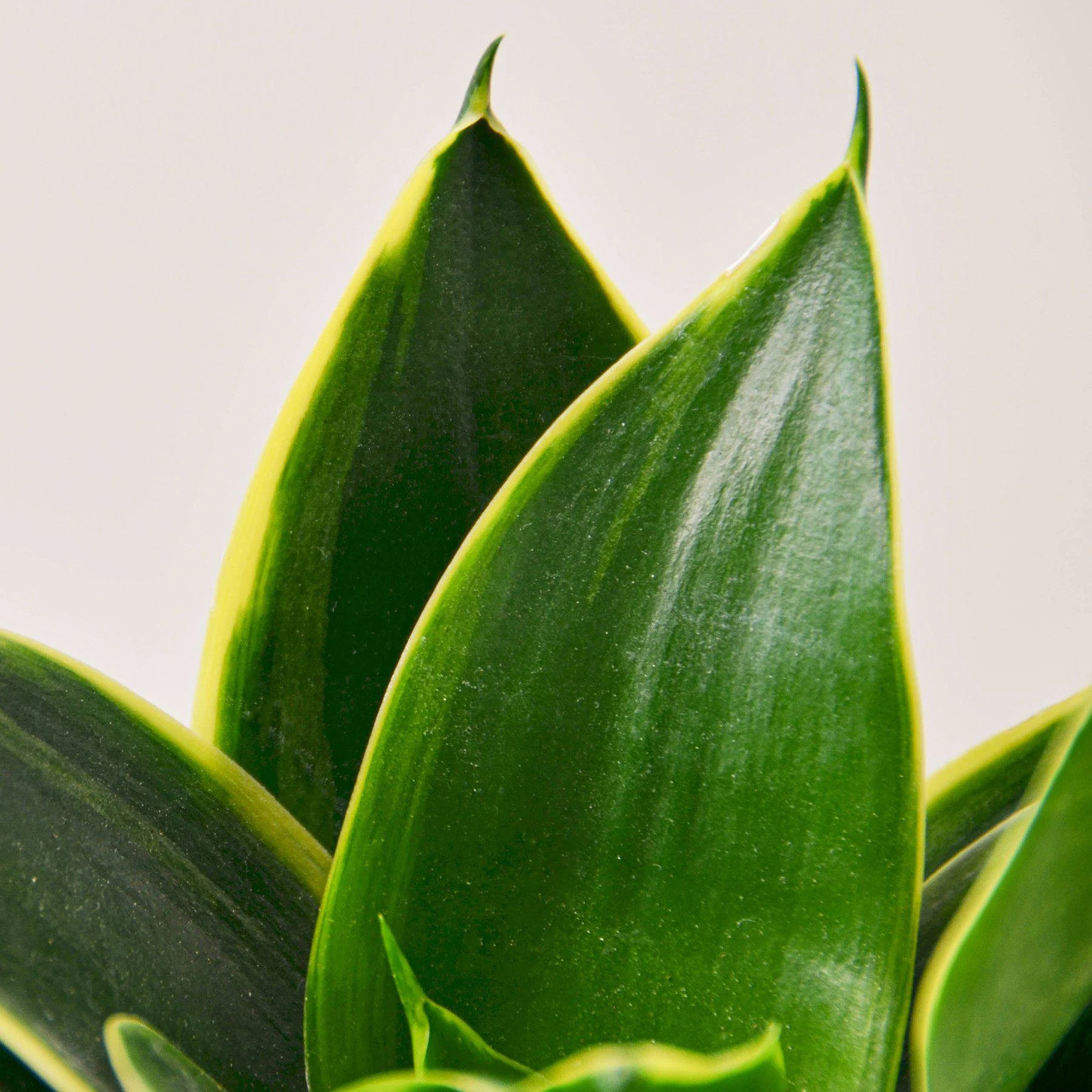 Snake Plant 'Emerald Star' - Image 2