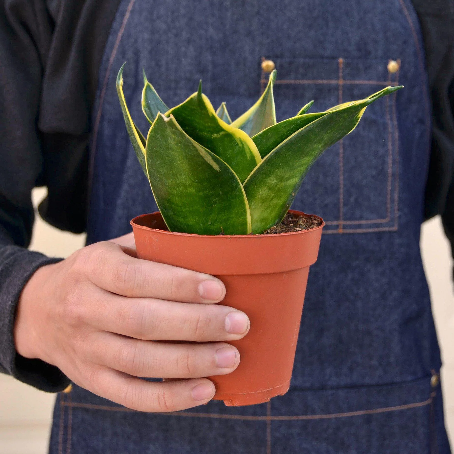 Snake Plant 'Emerald Star' - Image 3