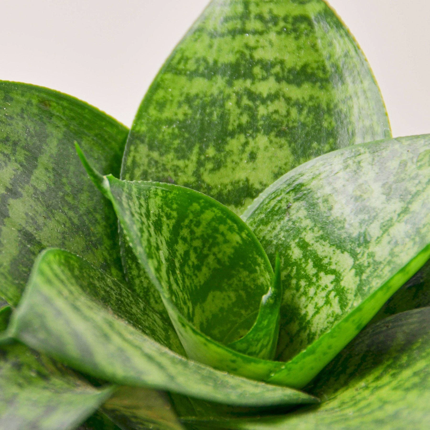 Snake Plant 'Forest Star' - Image 3