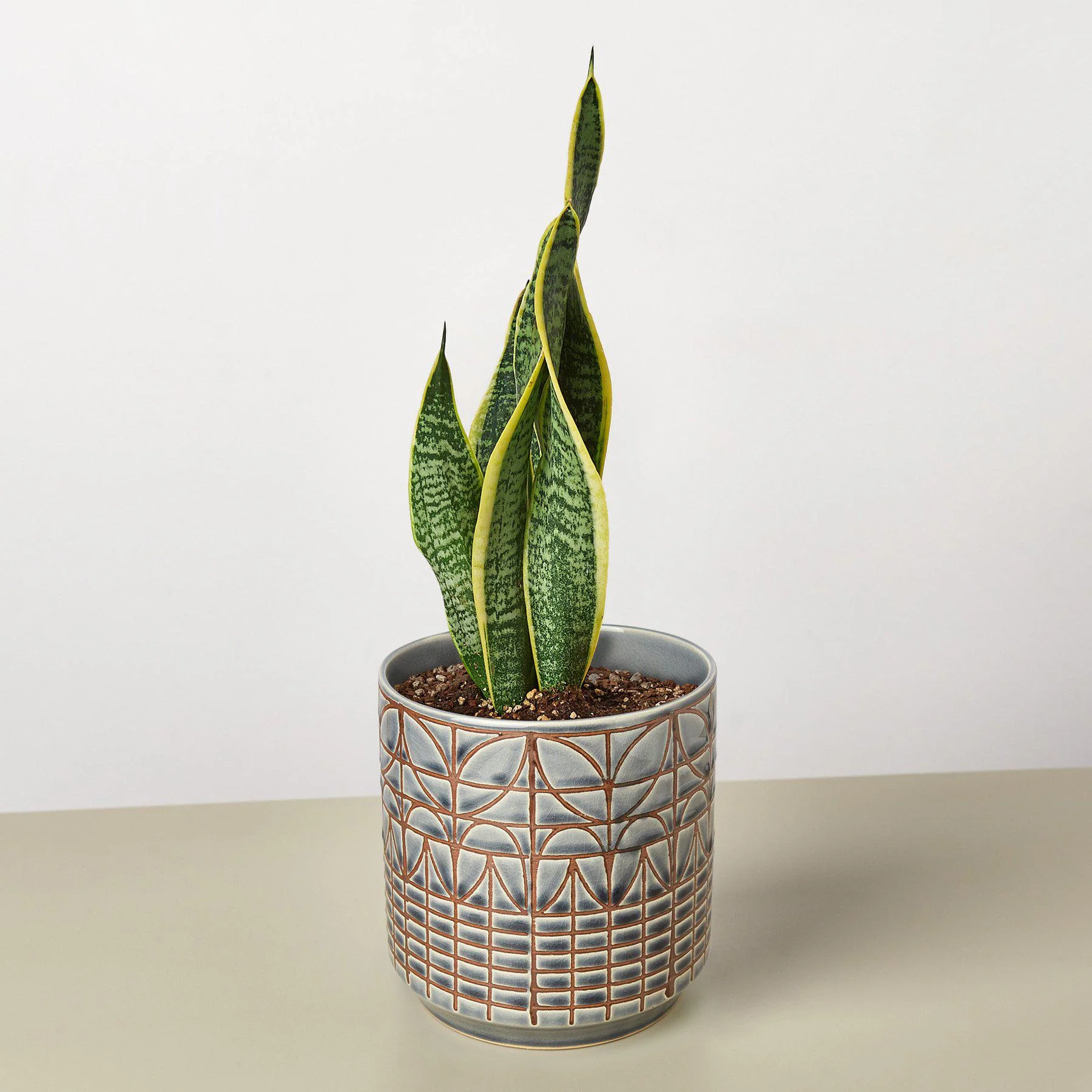Snake Plant 'Laurentii' - Image 3