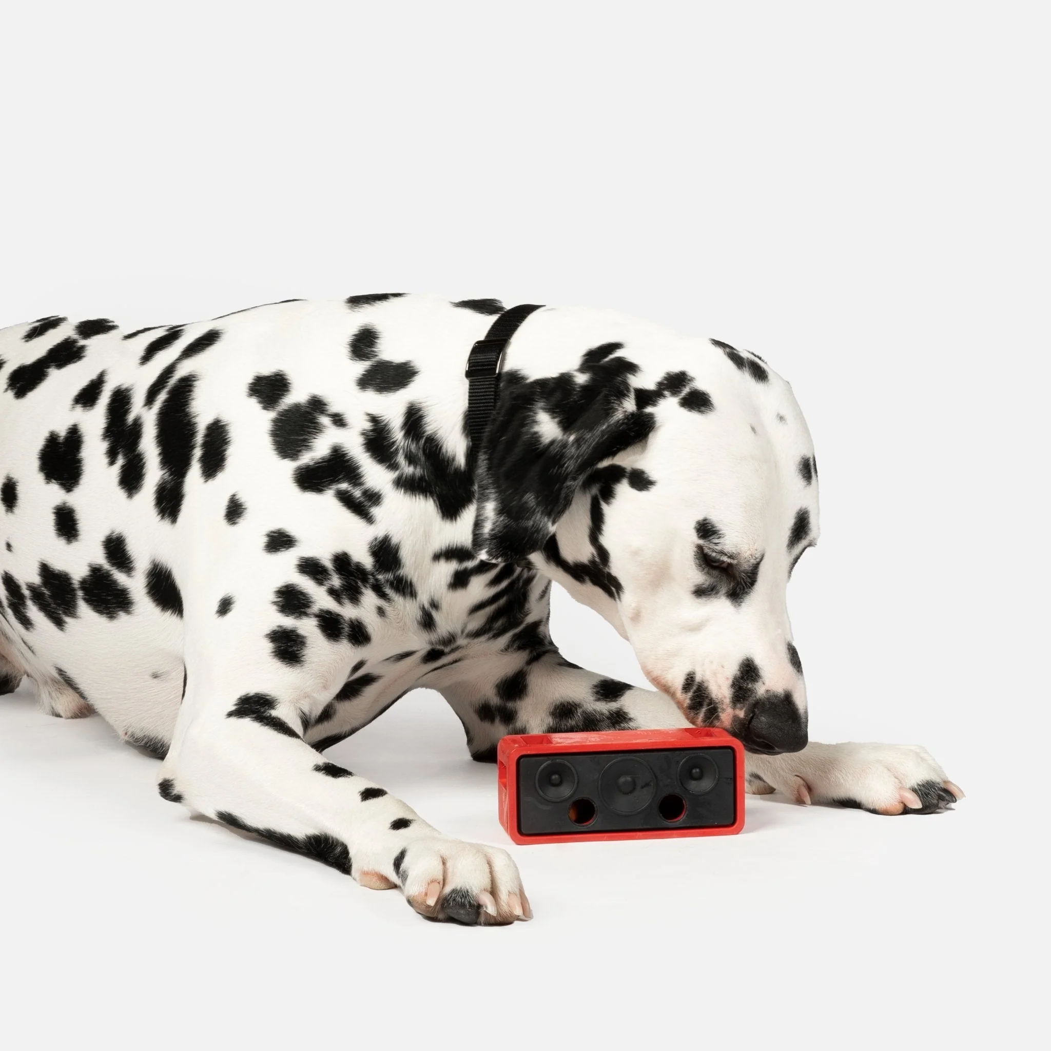 Speaker With Chicken Scent Dog Toy - Image 7