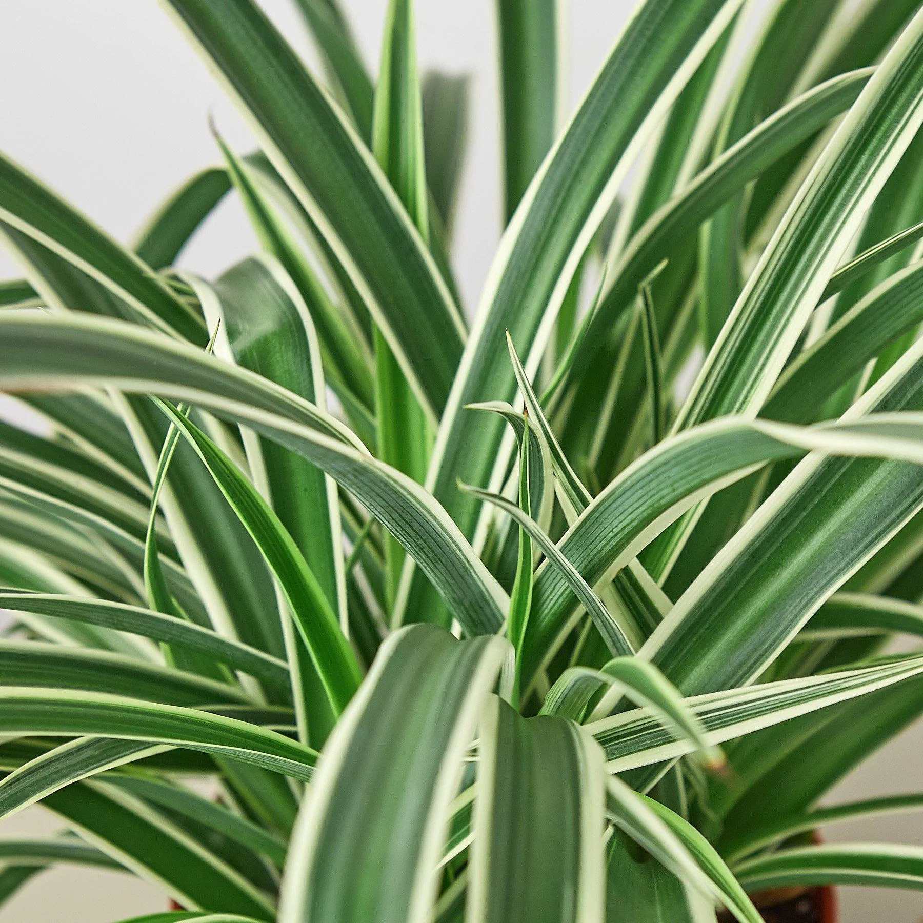 Spider Plant 'Reverse' - Image 4