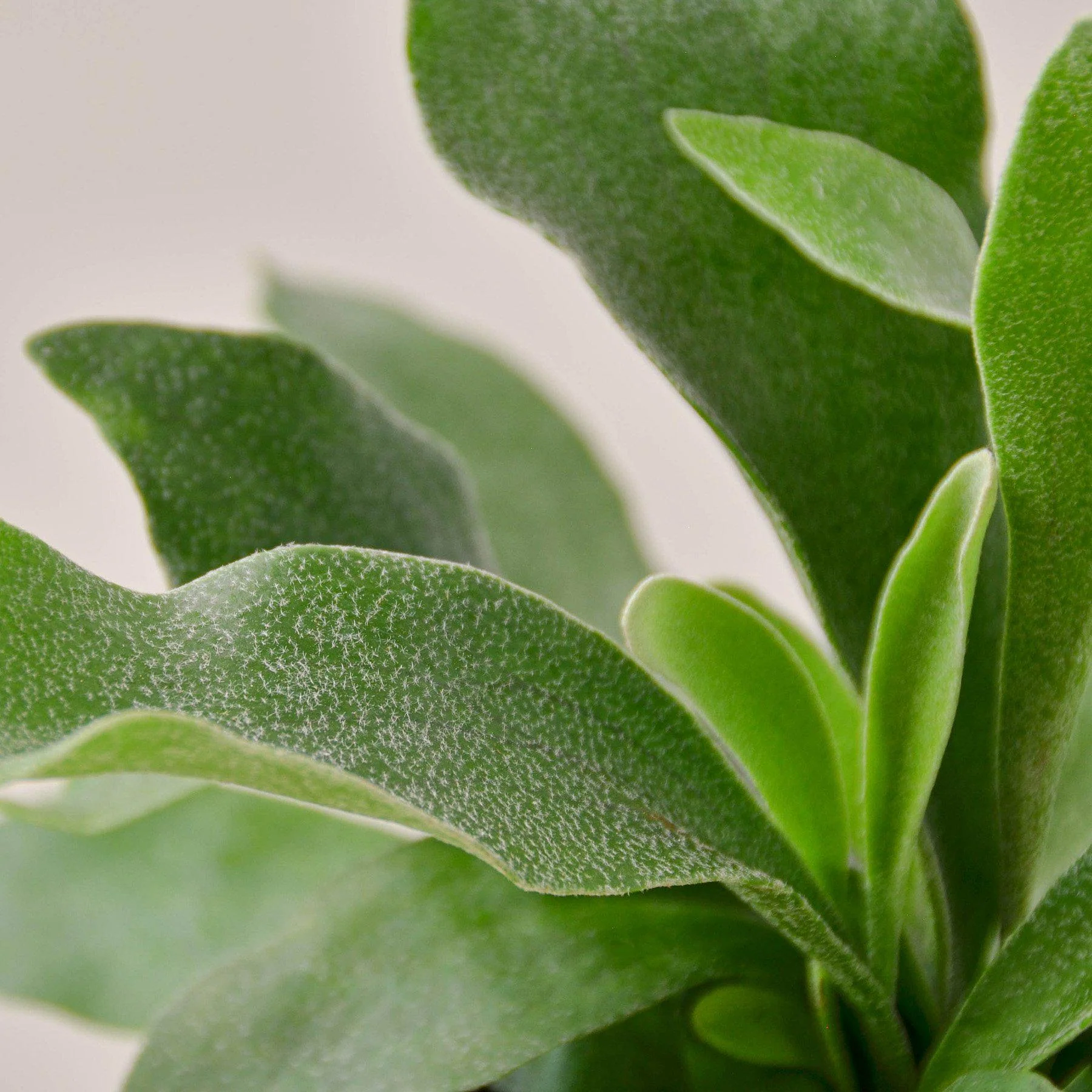 Staghorn Fern - Image 2