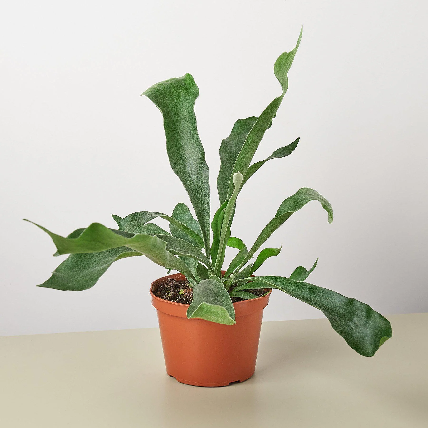 Staghorn Fern - Image 3
