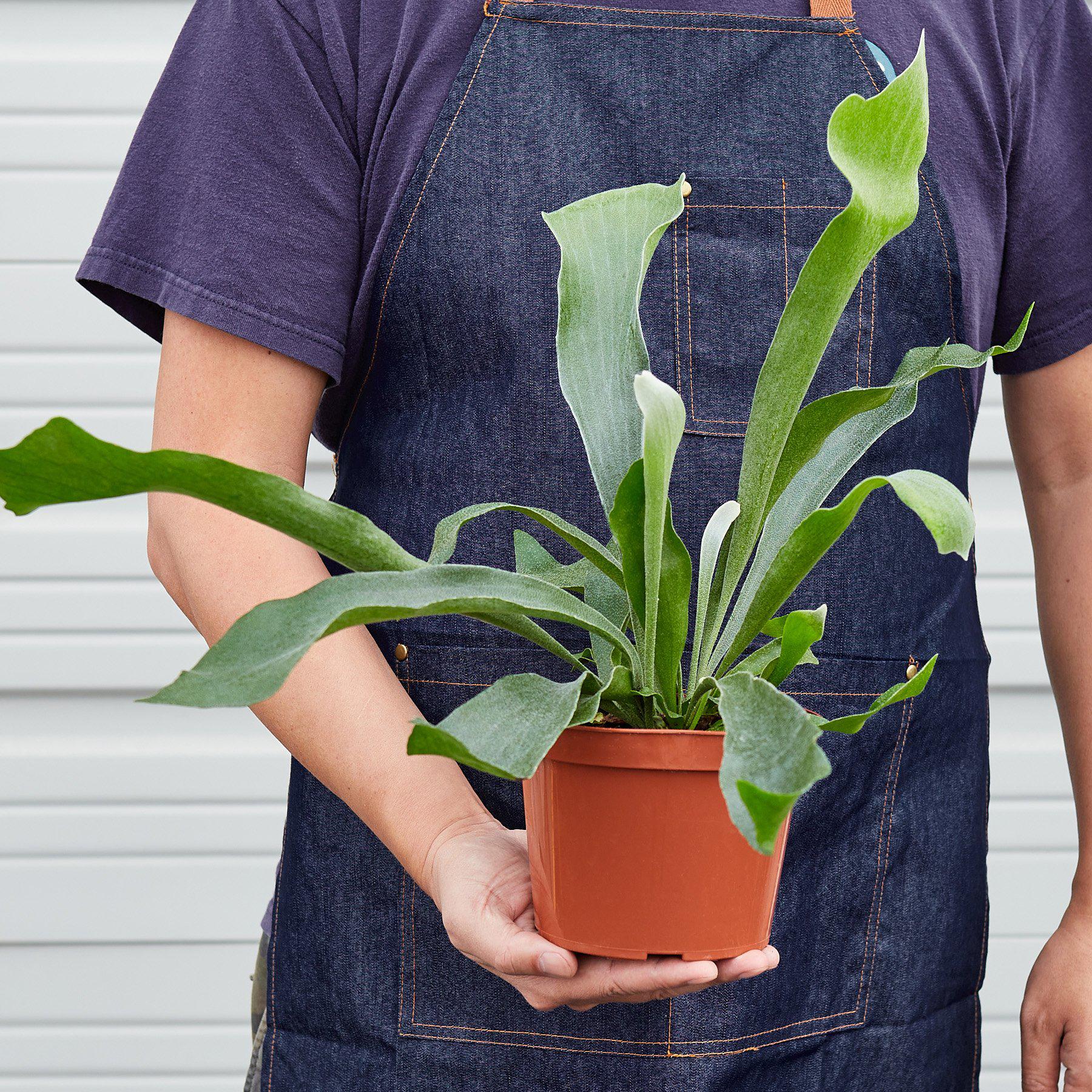 Staghorn Fern - Image 4