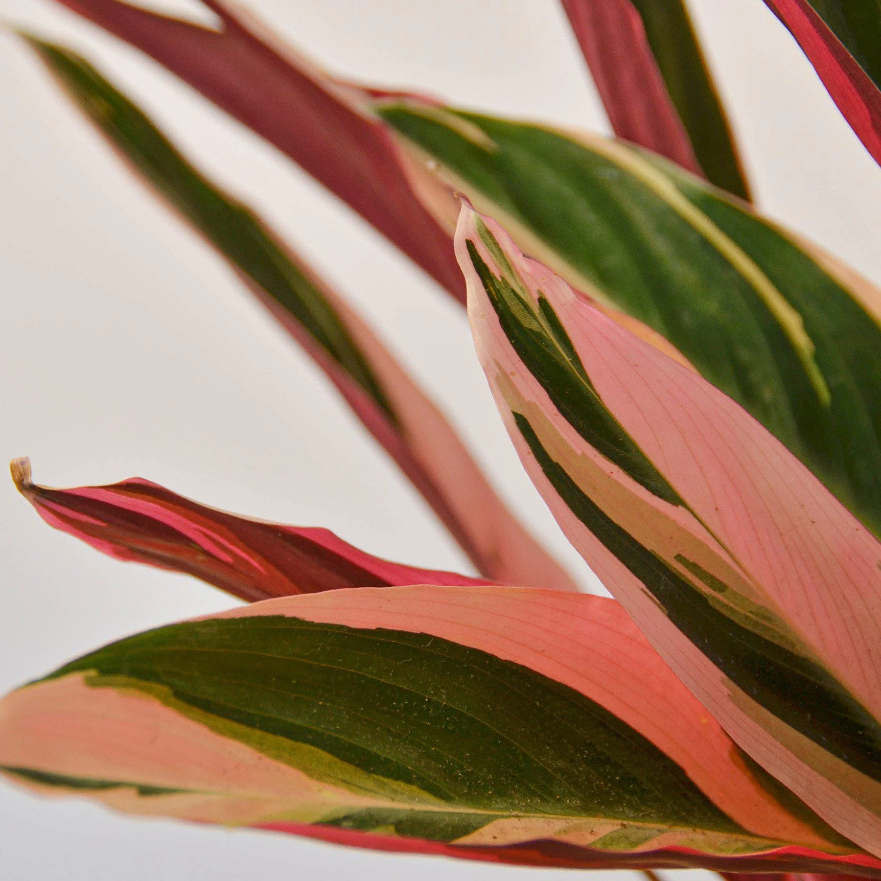 Stromanthe 'Triostar' - Image 3