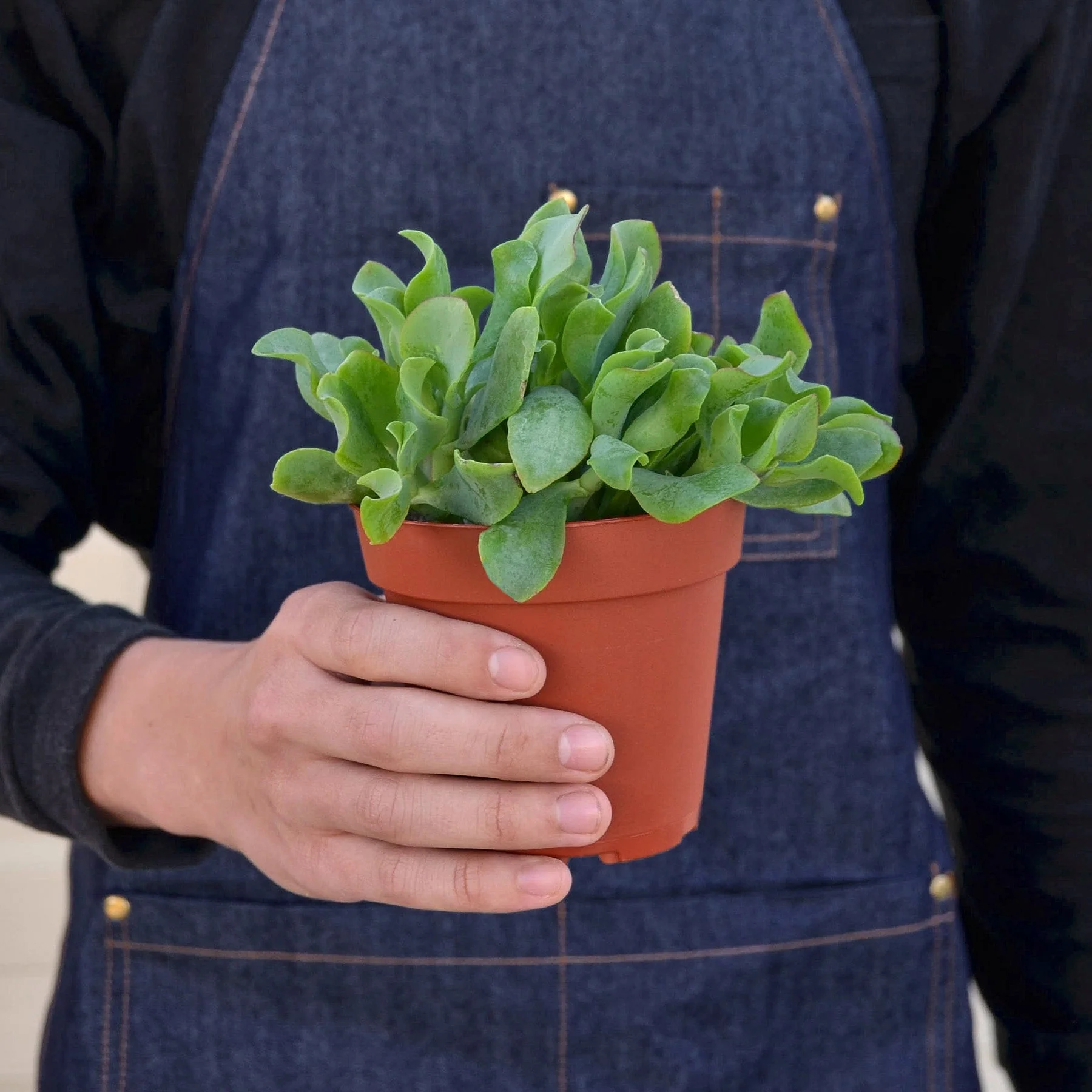 Succulent 'Ripple Jade' - Image 3