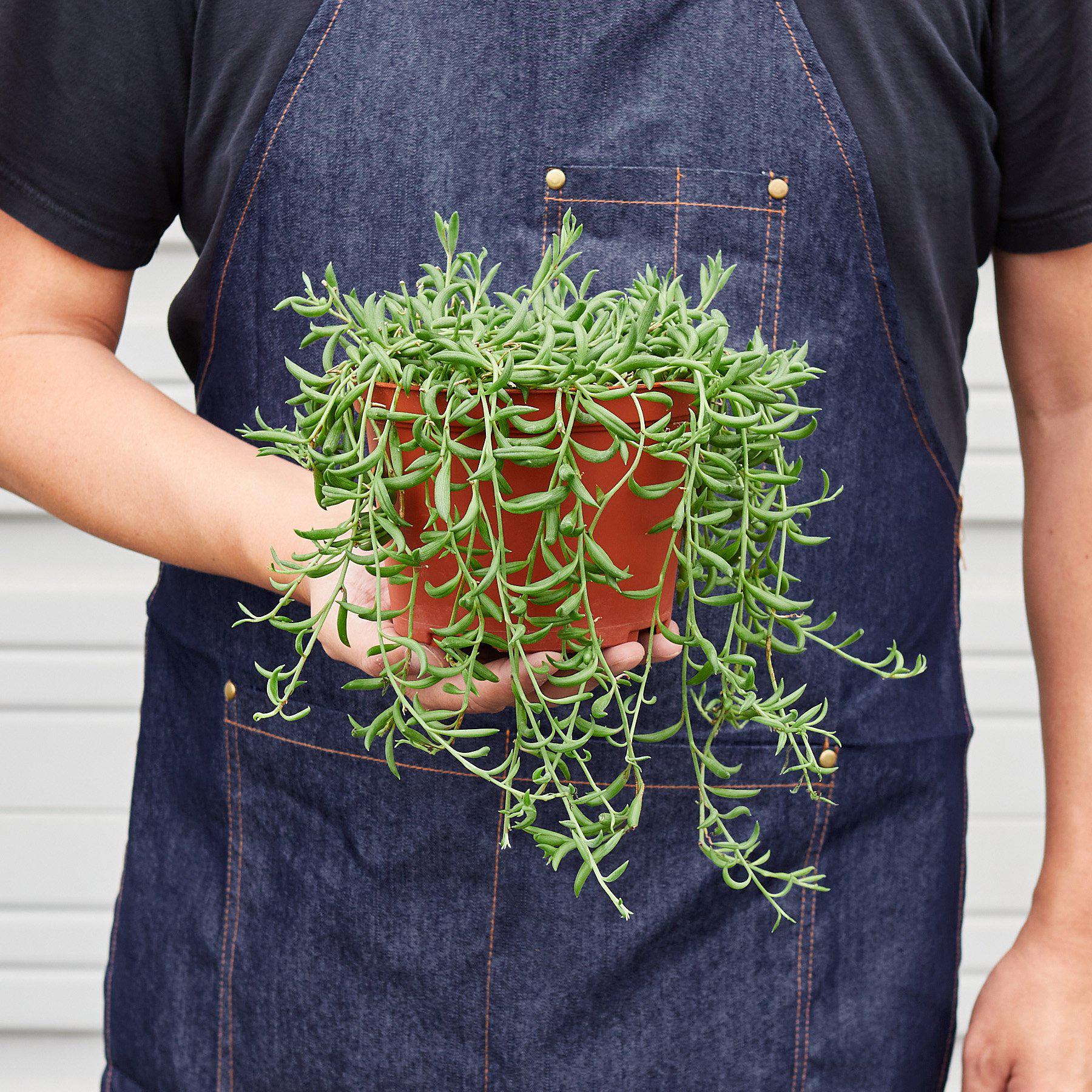 Succulent 'String of Bananas' - Image 4