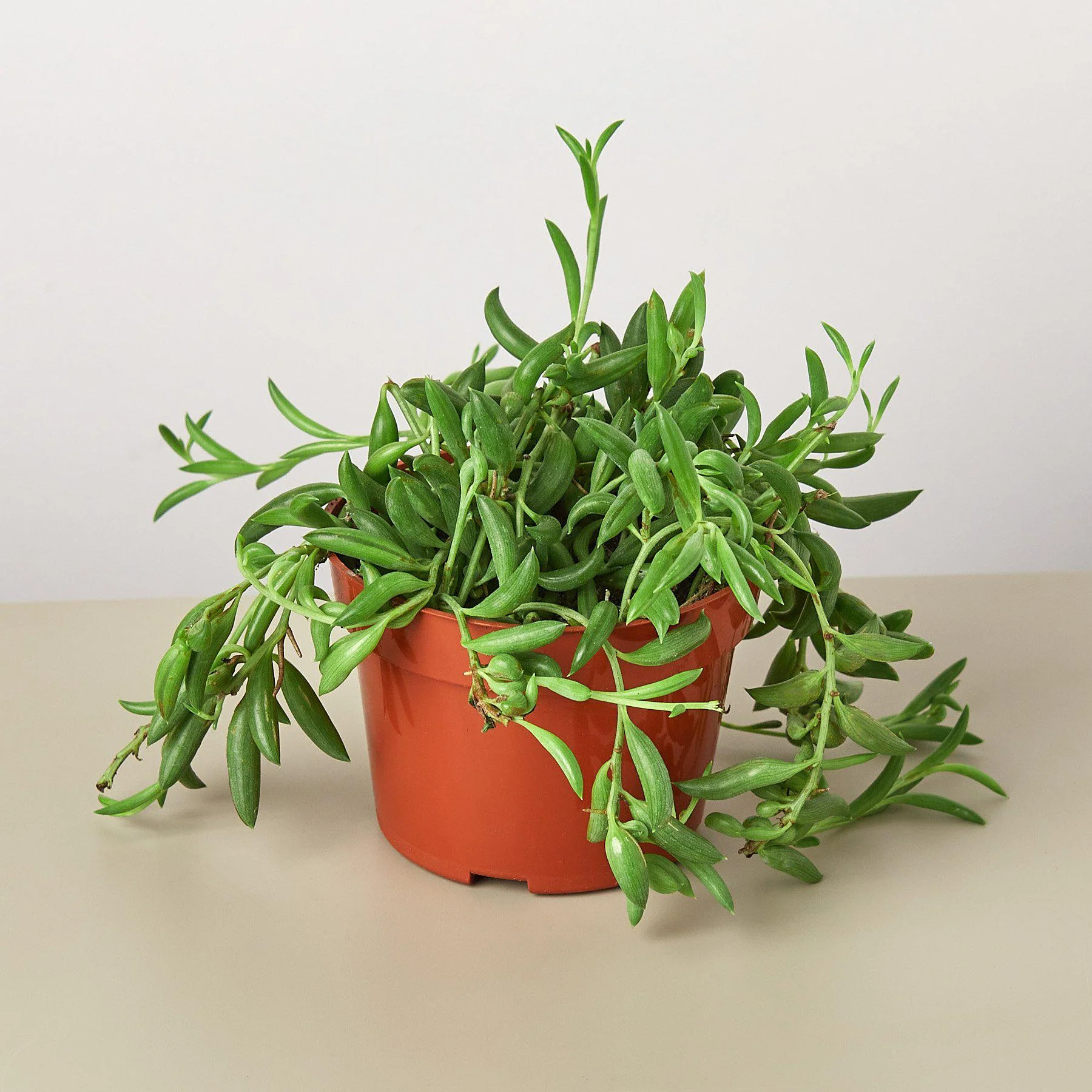 Succulent 'String of Bananas' - Image 8