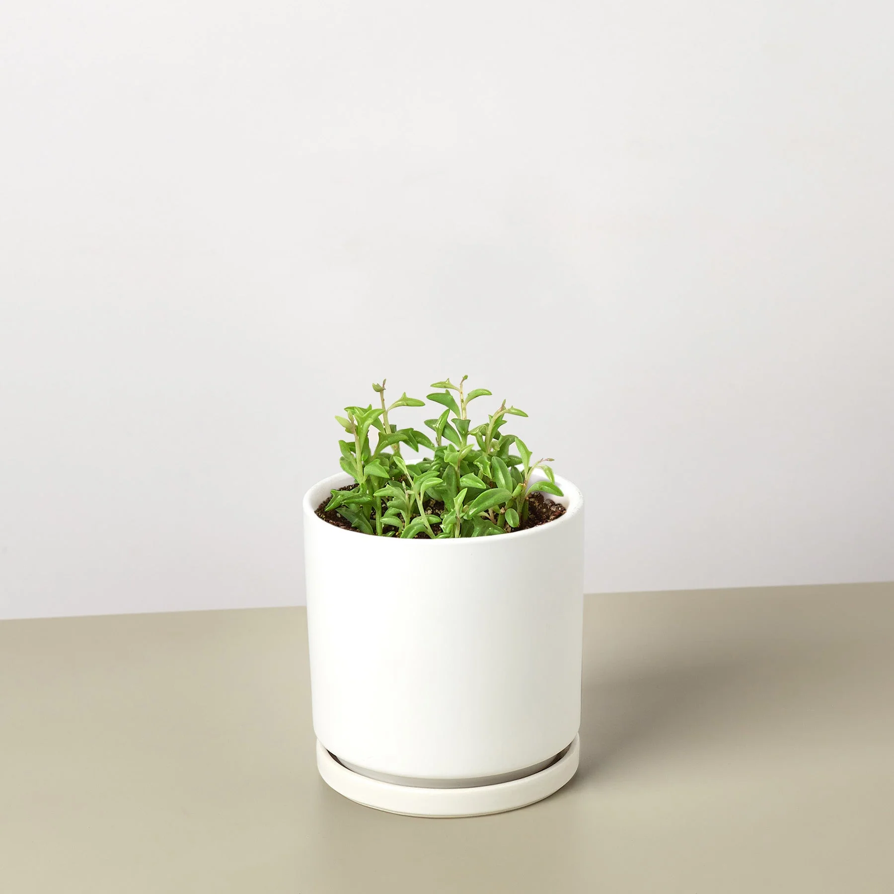 Succulent 'String of Dolphins' - Image 12