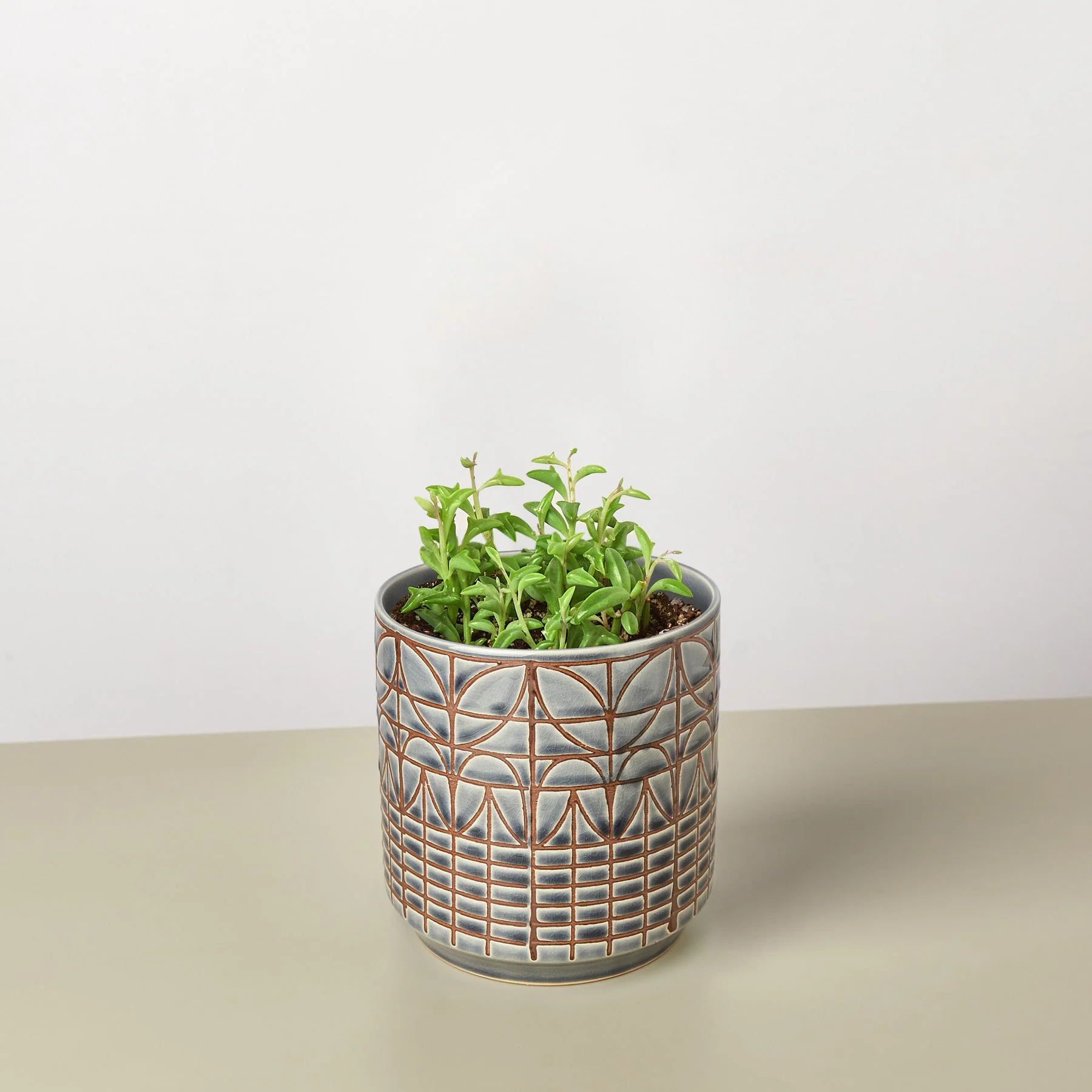 Succulent 'String of Dolphins' - Image 8