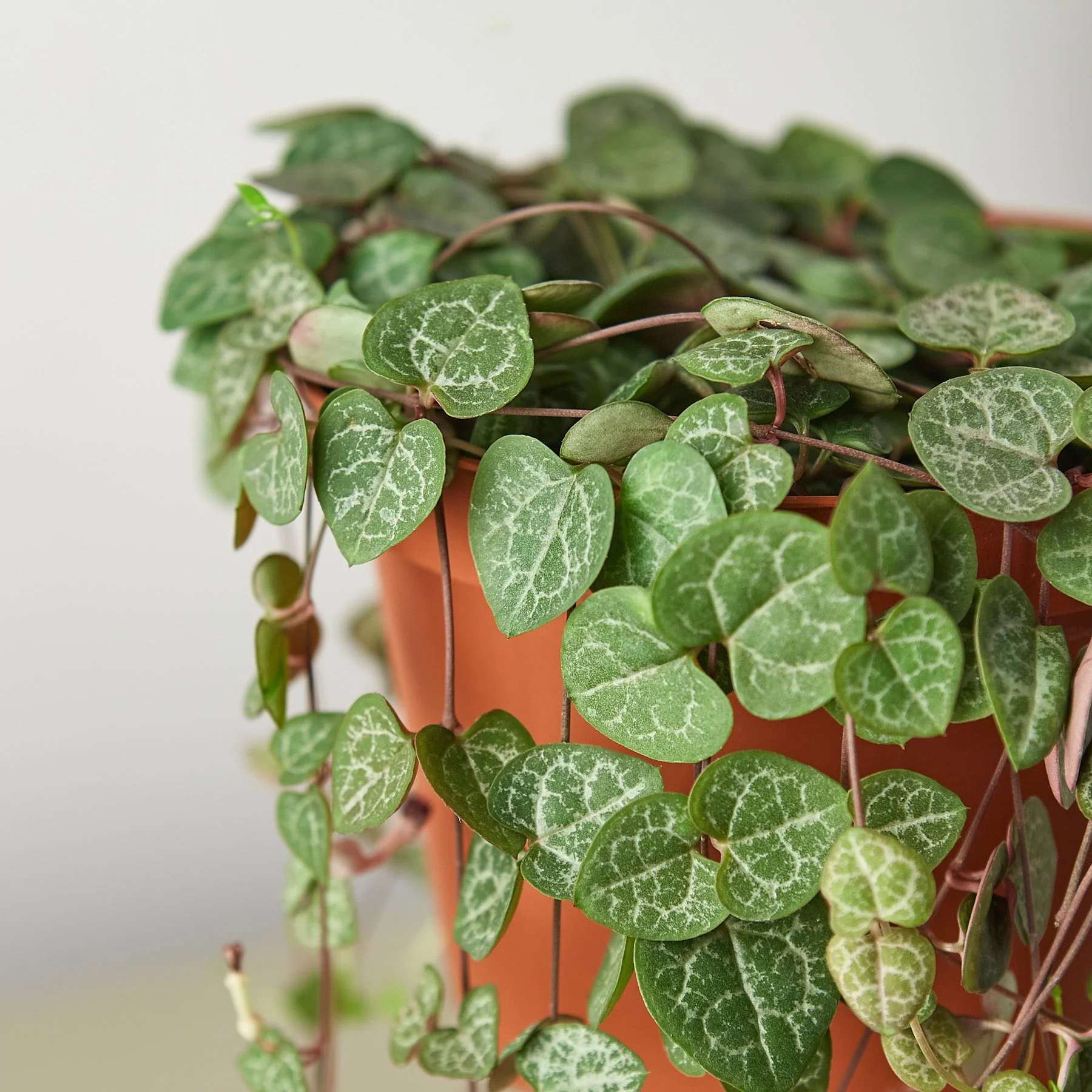 Succulent 'String of Hearts' - Image 2