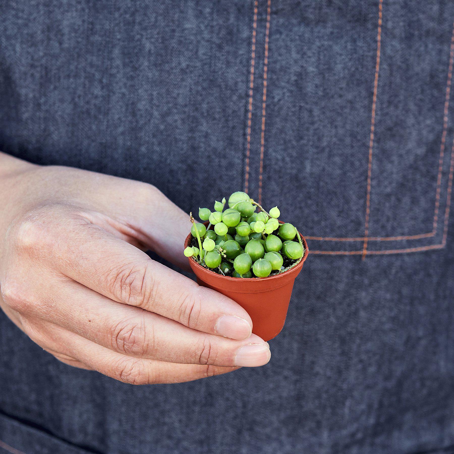 Succulent 'String of Pearls' - Image 5