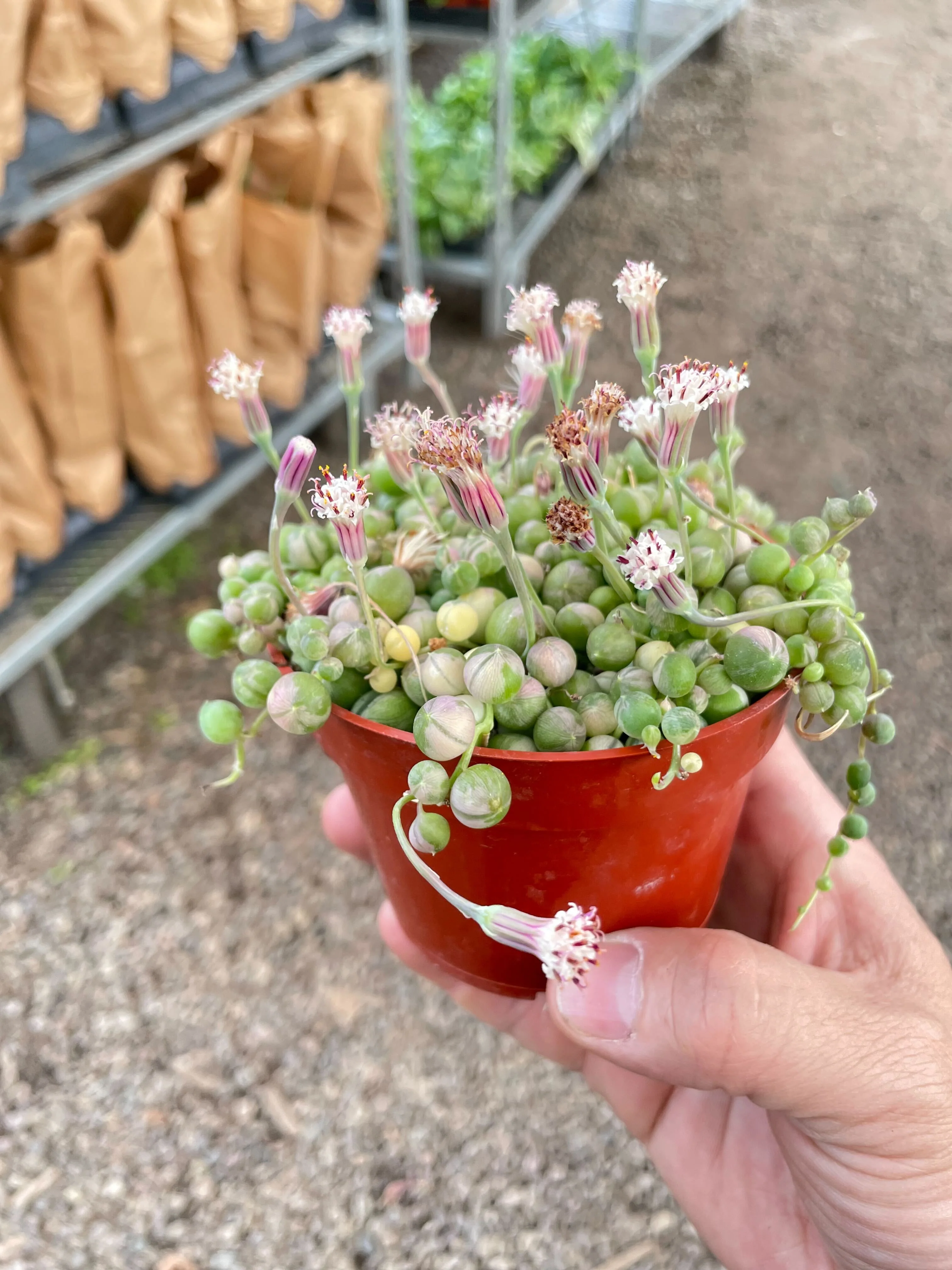 Succulent 'String of Pearls' Variegated - Image 4