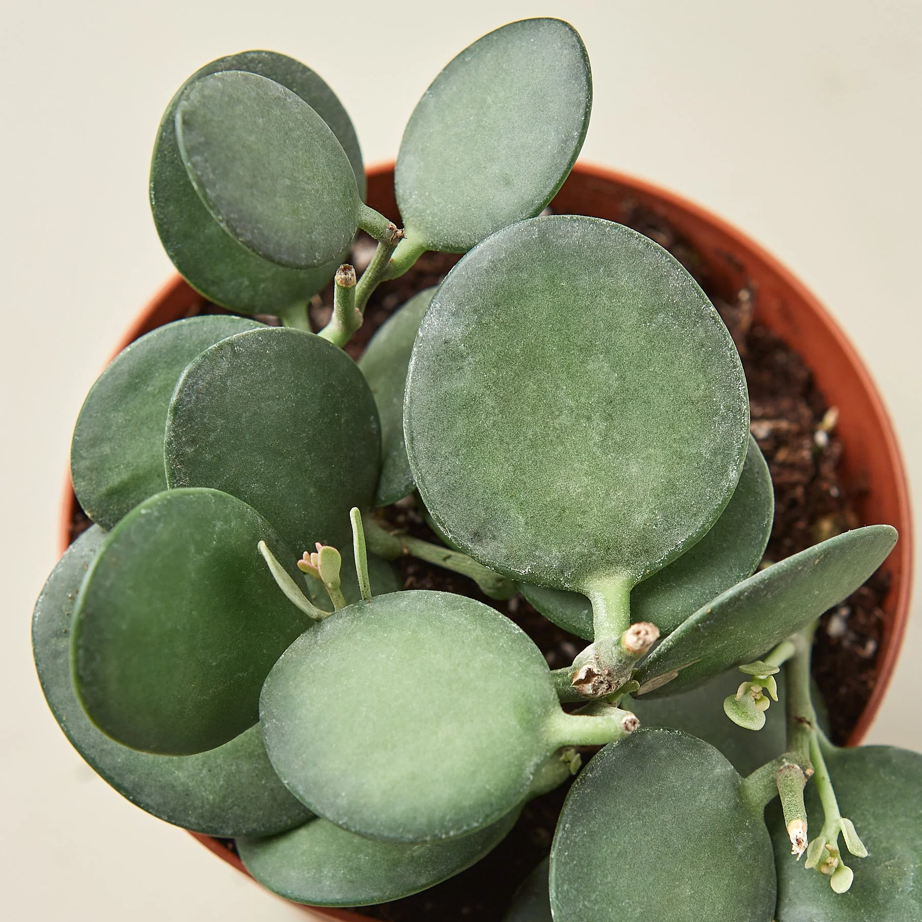Succulent Xerosicyos 'Silver Dollar' - Image 2