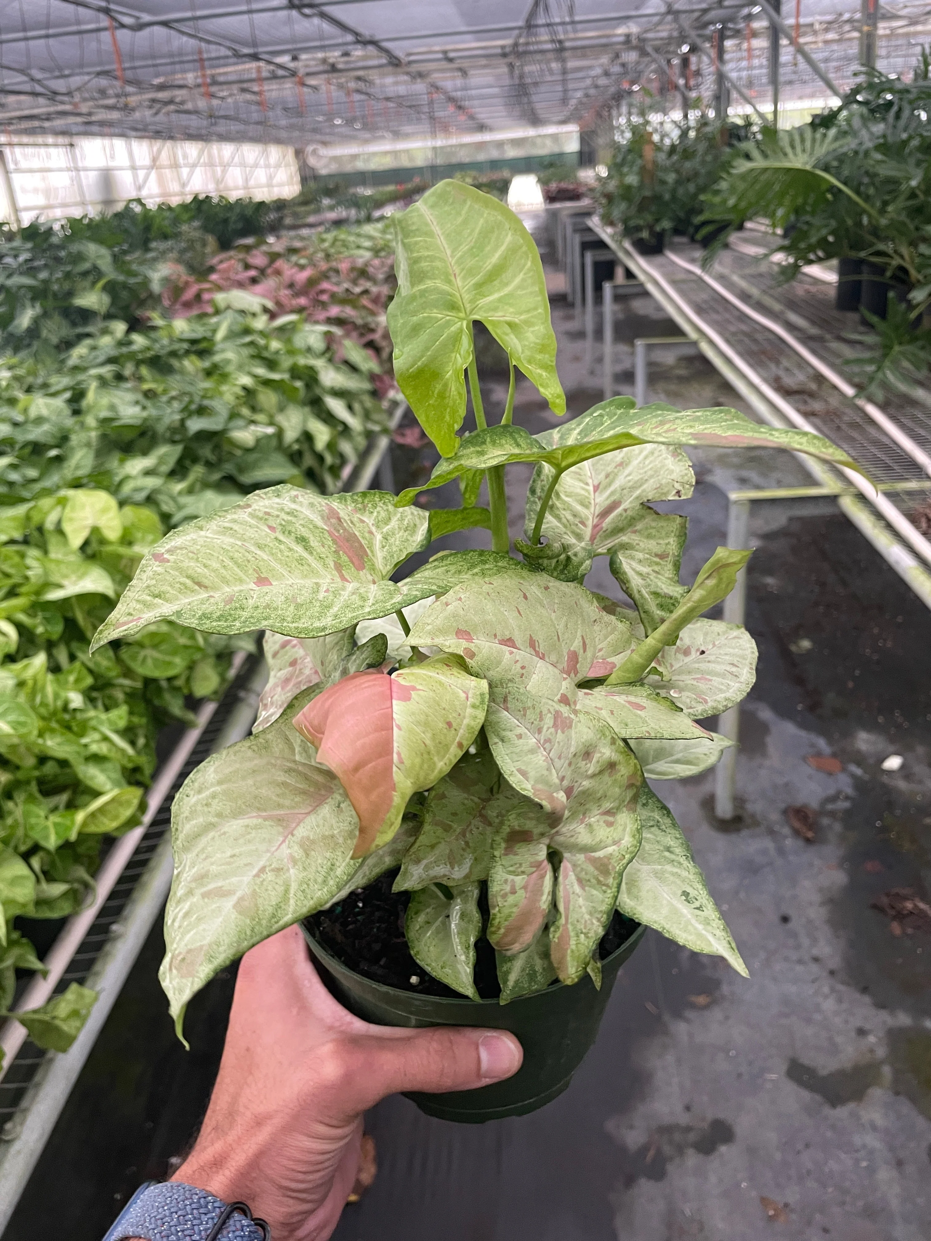 Syngonium 'Confetti' - Image 4