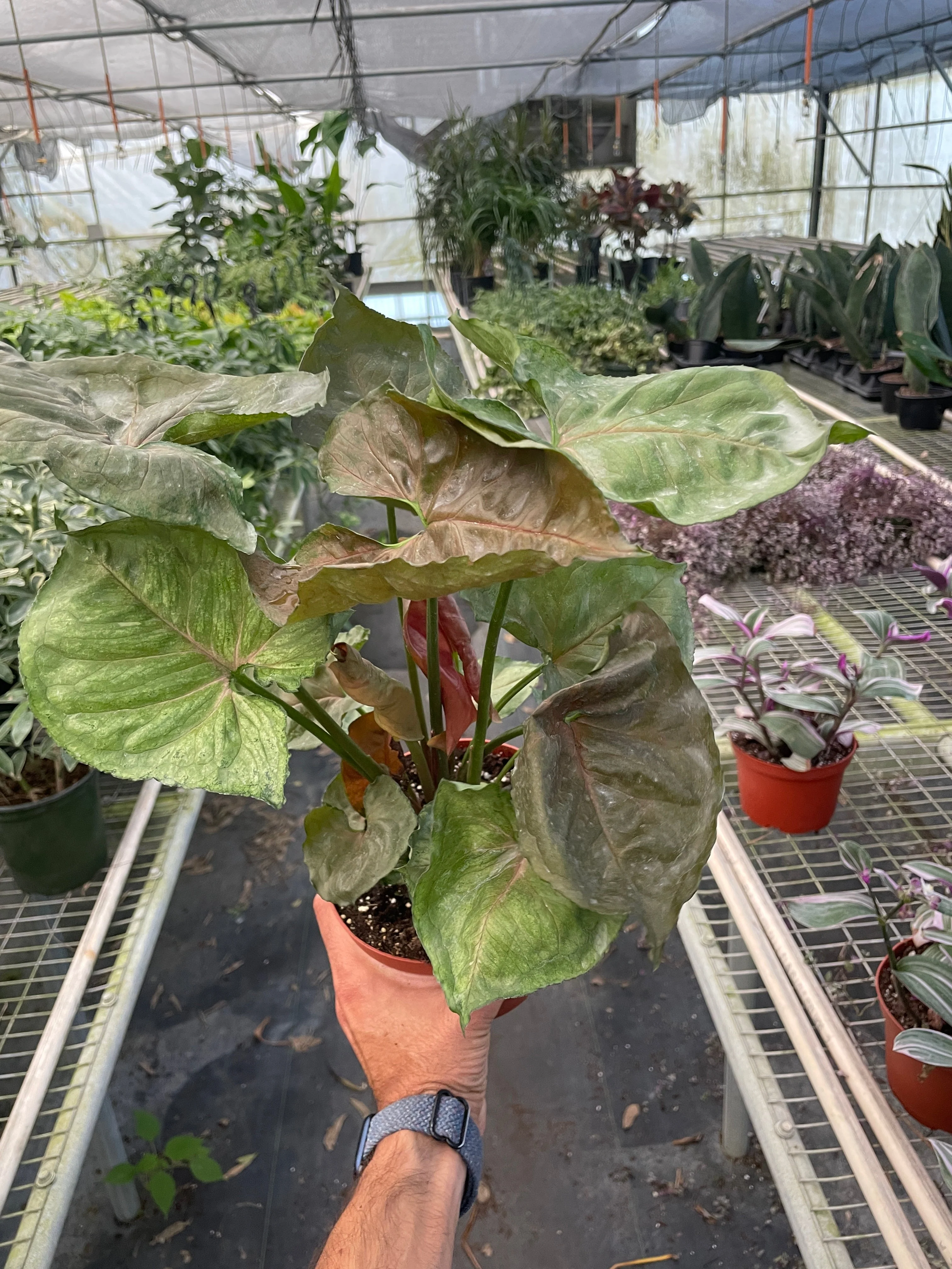 Syngonium 'Merry' - Image 7