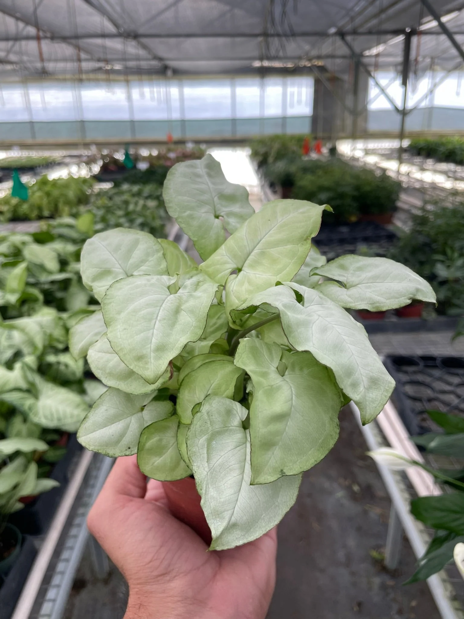 Syngonium 'Moonshine' - Image 4