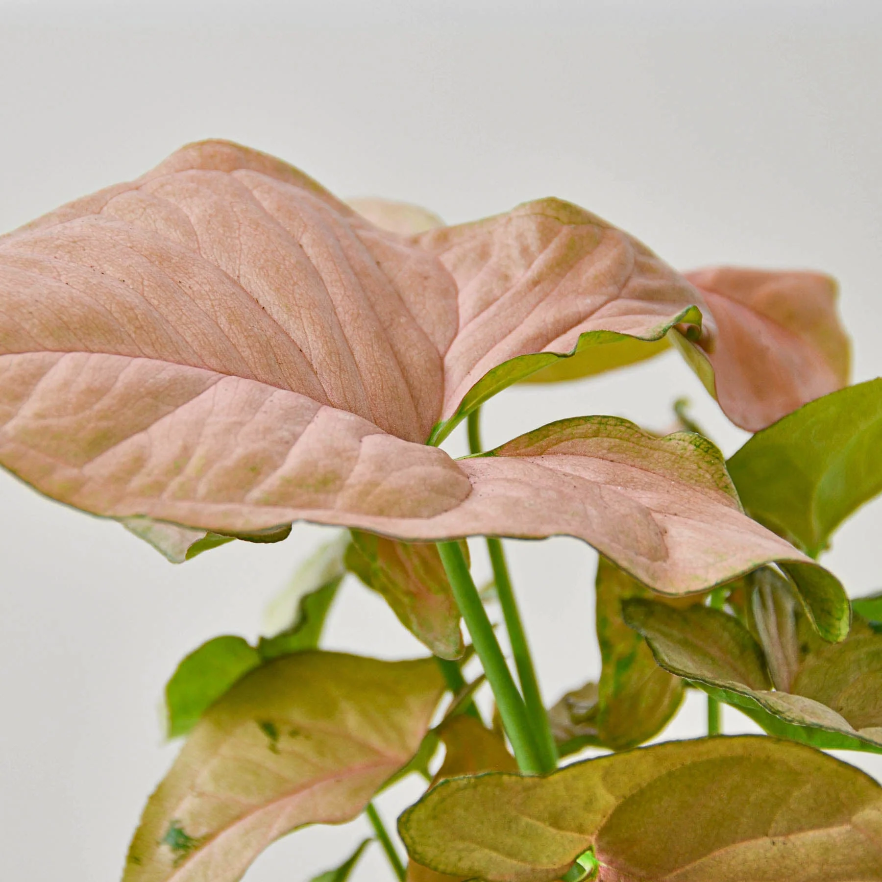 Syngonium 'Strawberry' - Image 5