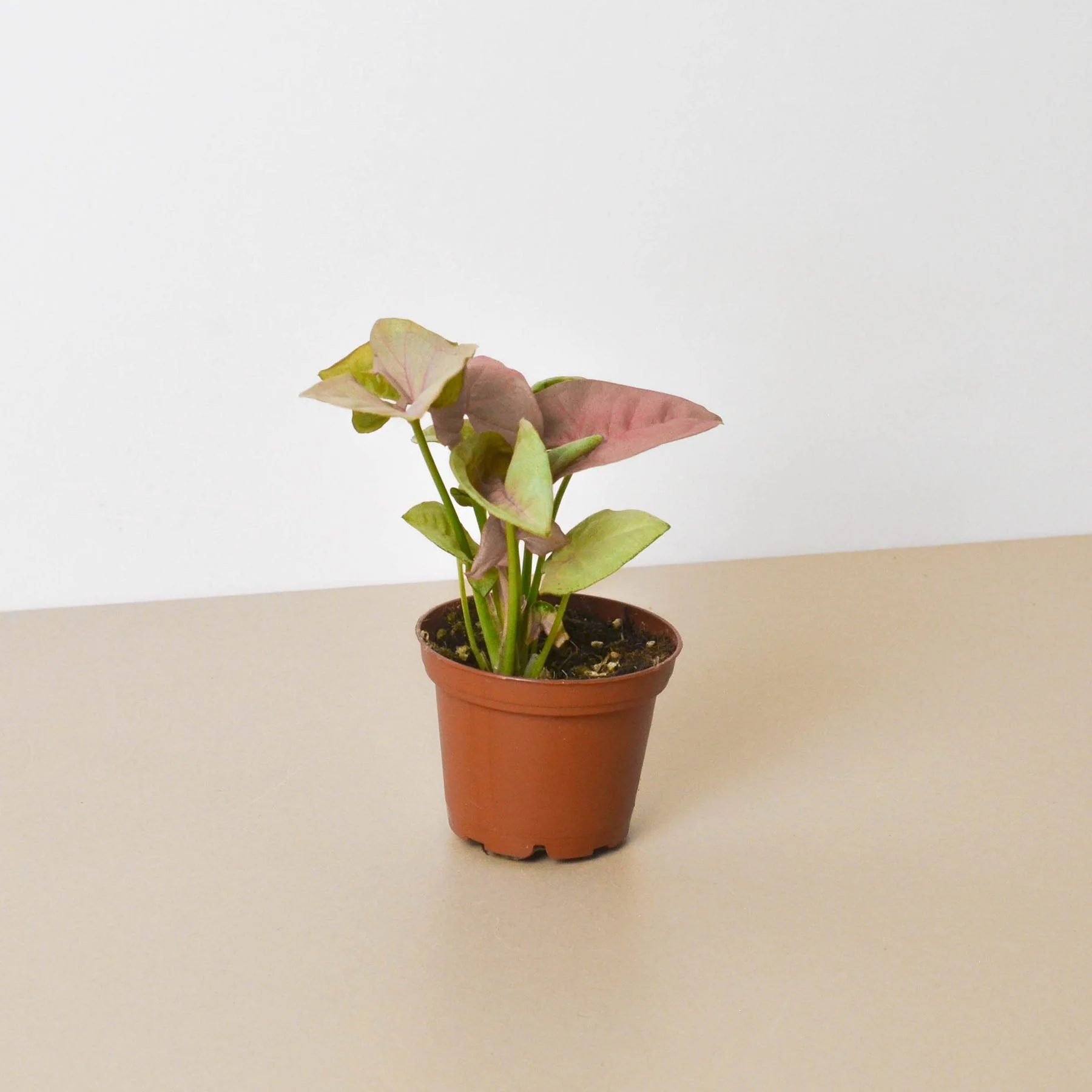 Syngonium 'Strawberry' - Image 8