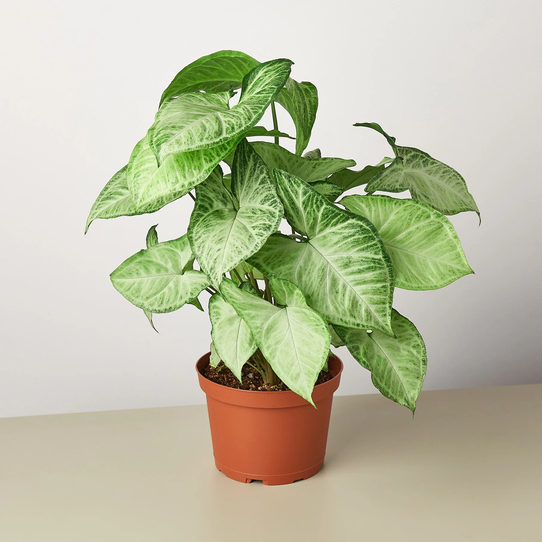 Syngonium 'White Butterfly' - Image 4