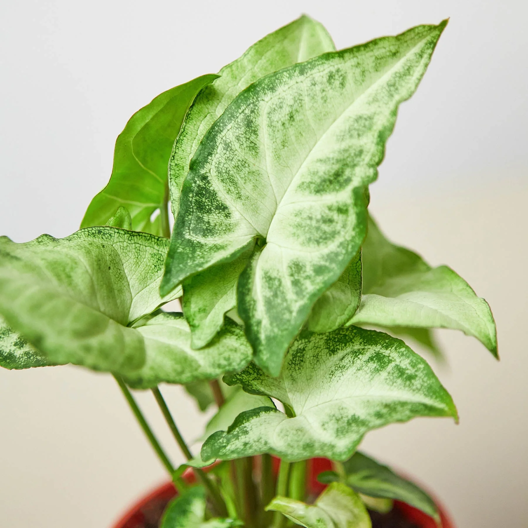 Syngonium 'White Butterfly' - Image 5