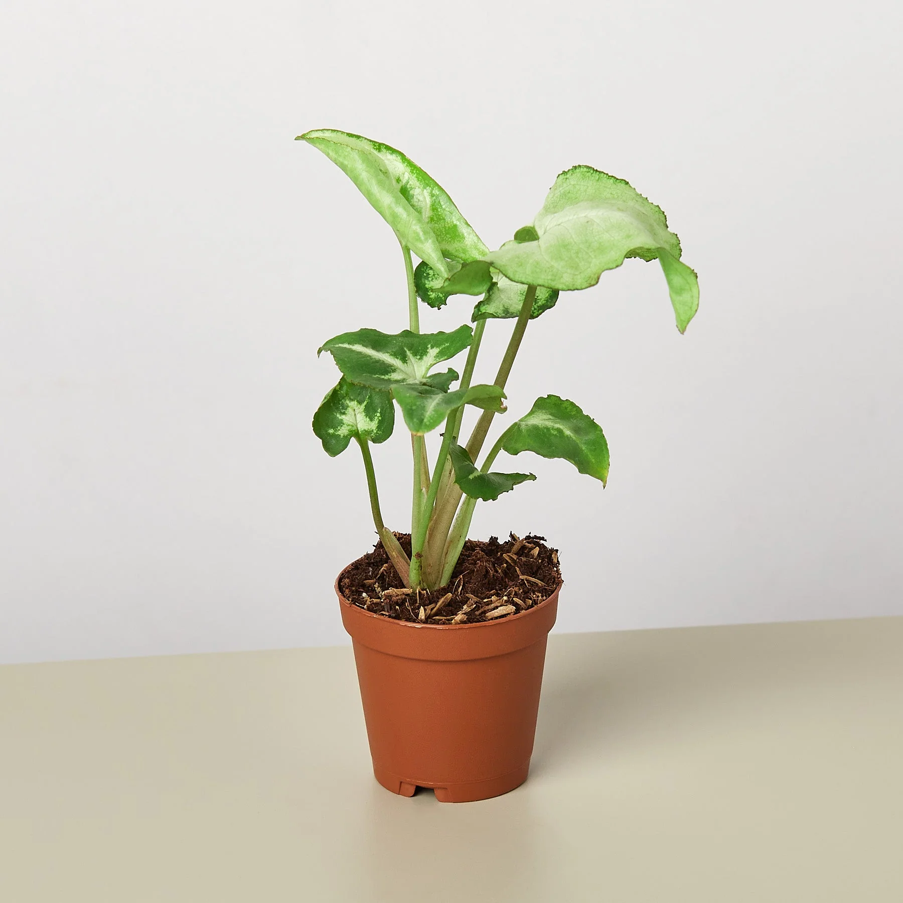 Syngonium 'White Butterfly' - Image 7